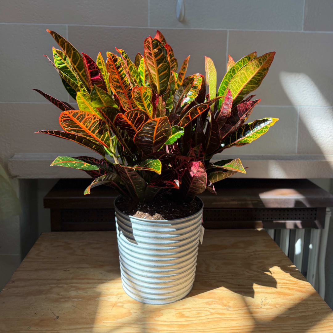 Potted croton plant with multicolored leaves in a ribbed white container