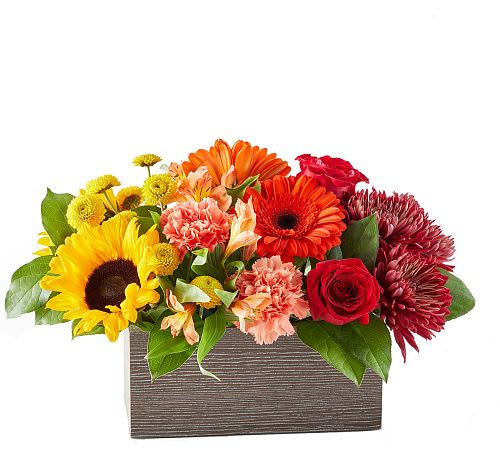Autumn Orchard Bouquet - Autumn Orchard Bouquet is a delightful expression of the autumn season's vibrant colours and rustic charm. This handcrafted bouquet features a captivating blend of sunflowers, carnations, gerbera daisies, and chrysanthemums, all thoughtfully selected to create a rich tapestry of fall's finest blooms. 