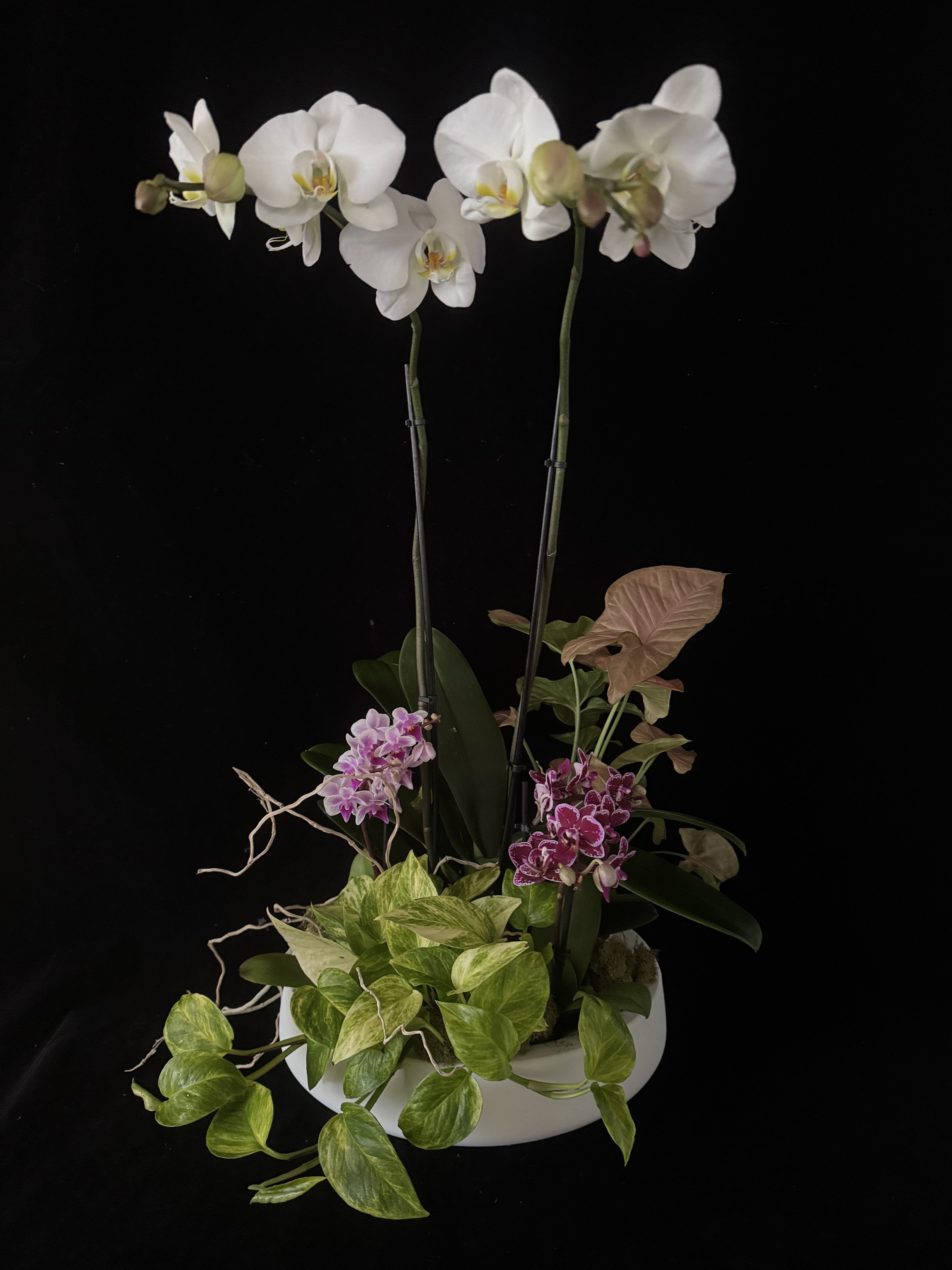 Large Orchid Dish Garden  - A beautiful Orchid Garden, featuring large, double spike orchid. Also include 2 mini double spike orchids, and 2 lush houseplants.    A beautiful, long lasting statement piece. In a modern, low bowl with moss accents. Approx 33" x 24", bowl measures 13.75" x 4.5". Care Instructions included.