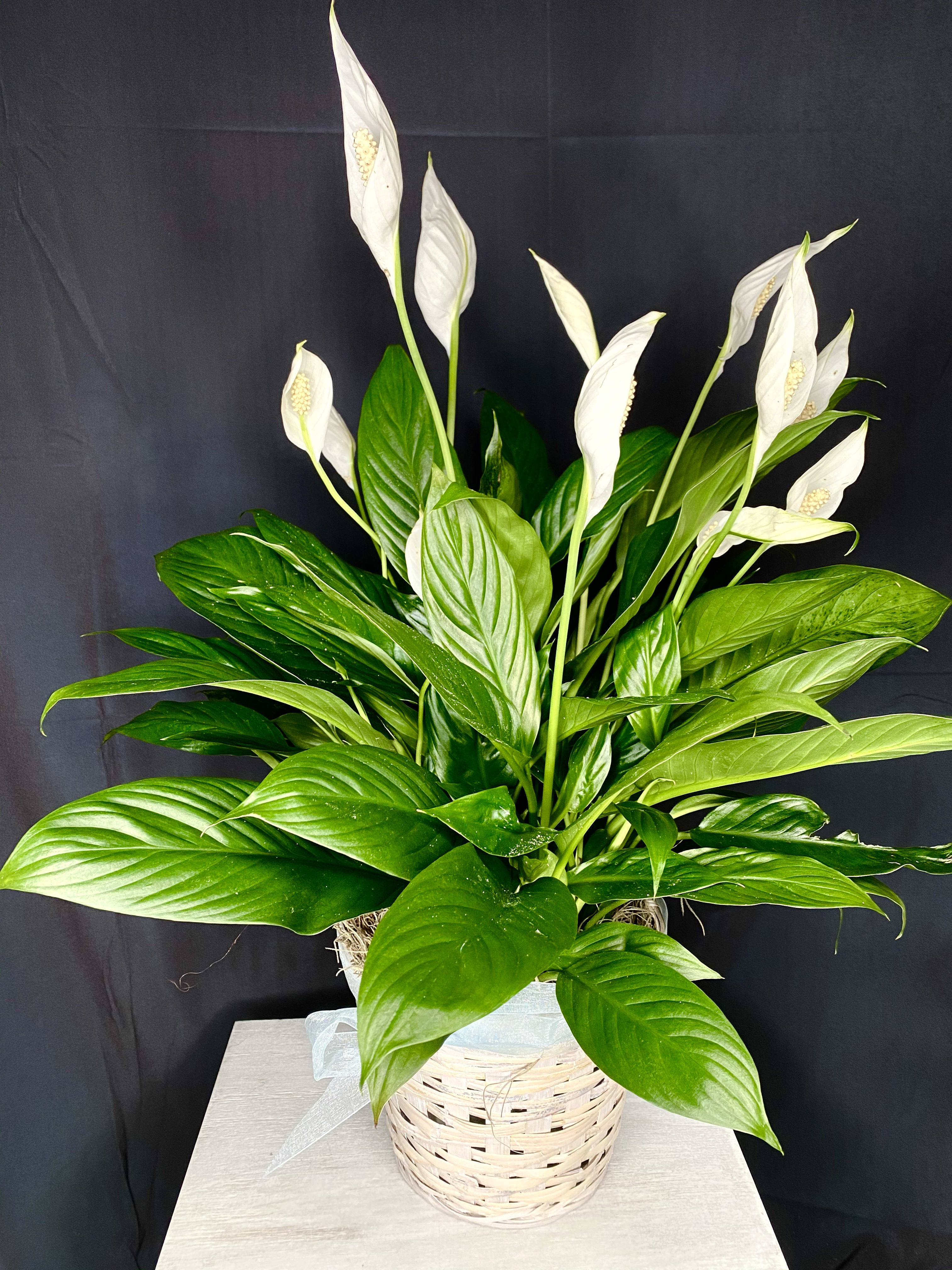 White peace lilies in a woven basket planter