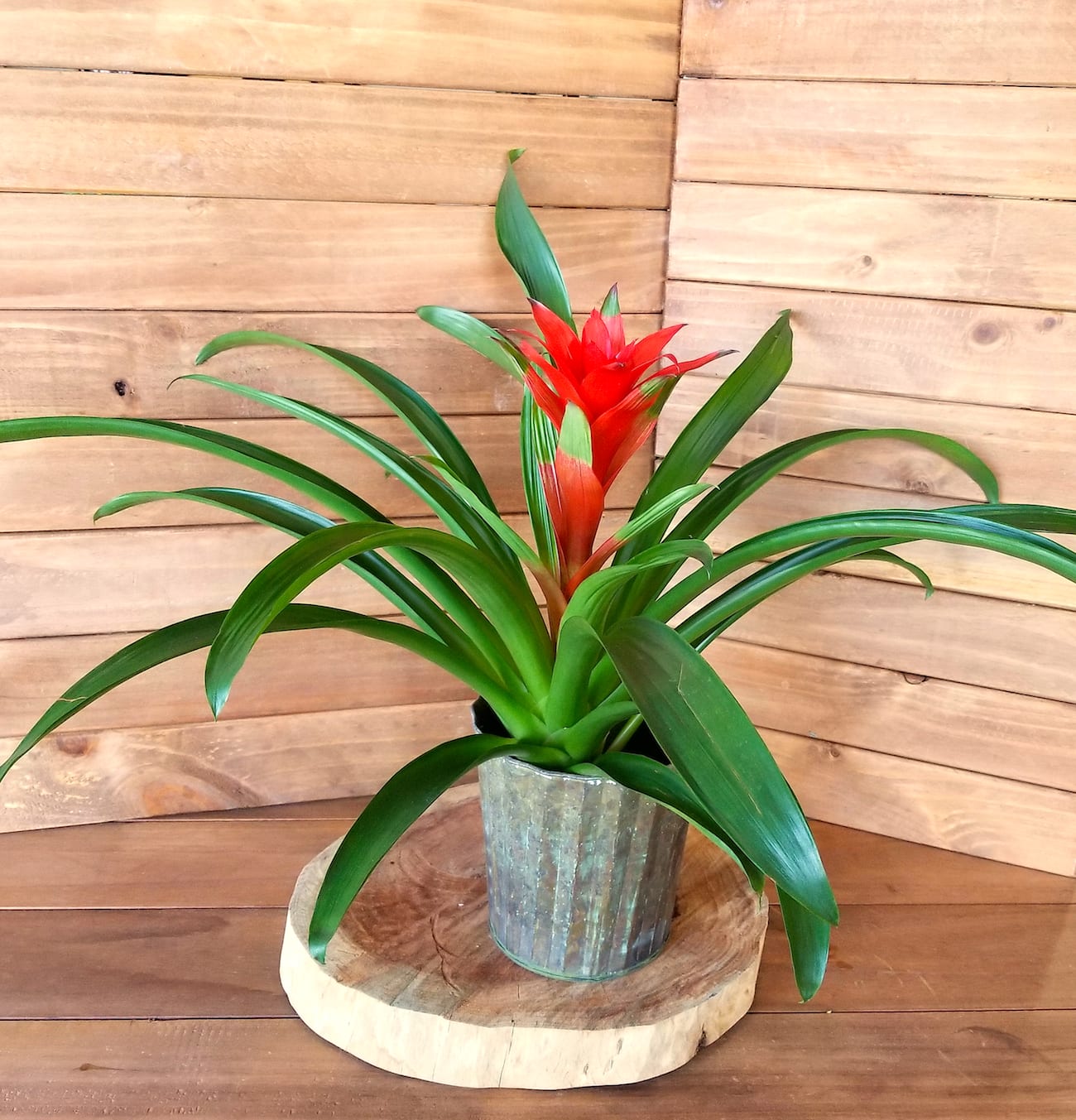 Potted red bromeliad plant with arching green leaves on a wooden slab