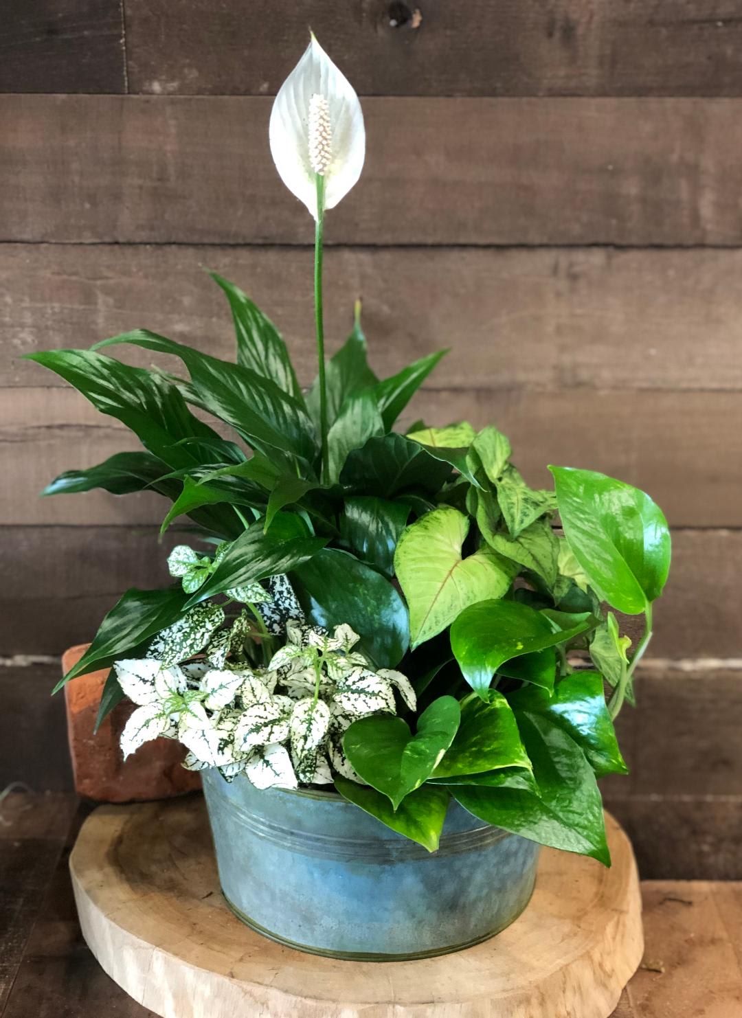 Potted peace lily with mixed green foliage and white blooms