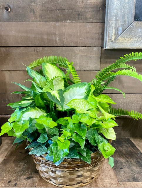 Basket of assorted green houseplants with ivy and fern fronds