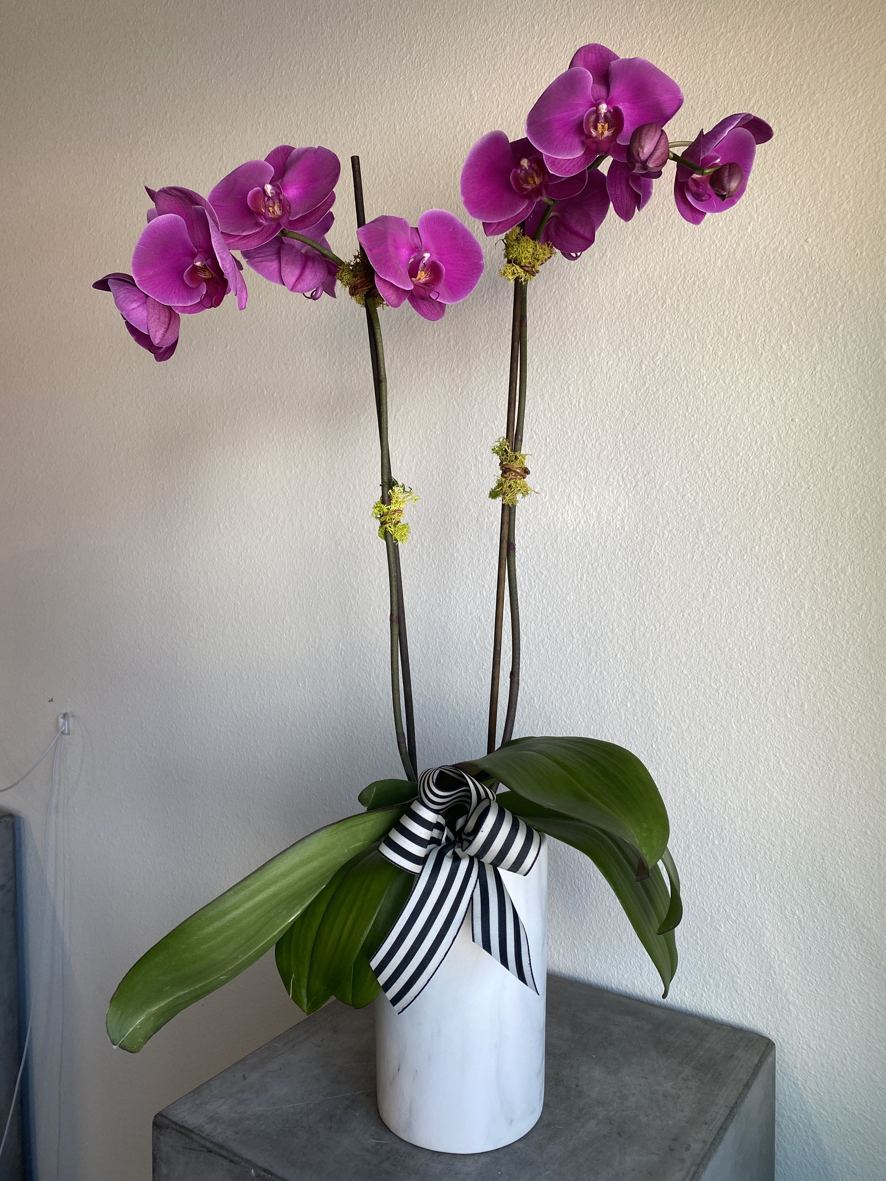 Potted double-stem purple orchid in a white cylinder vase with a striped ribbon