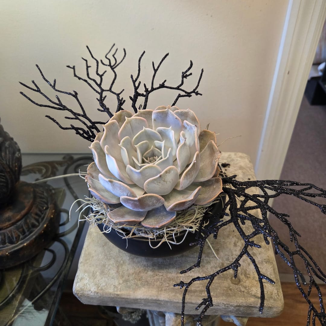 Succulent arrangement in a black bowl with decorative black branches