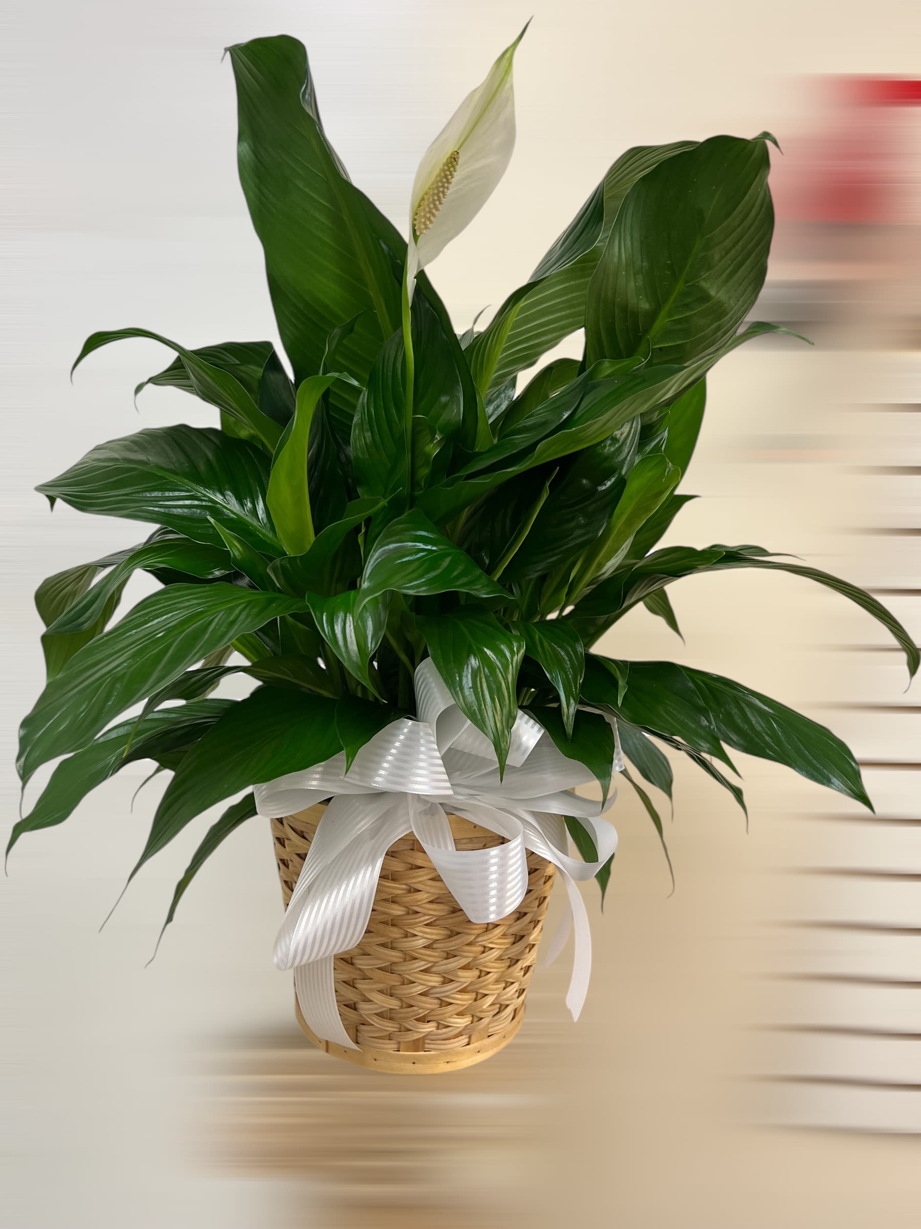 Potted peace lily plant with one white bloom in a woven basket with a white ribbon bow