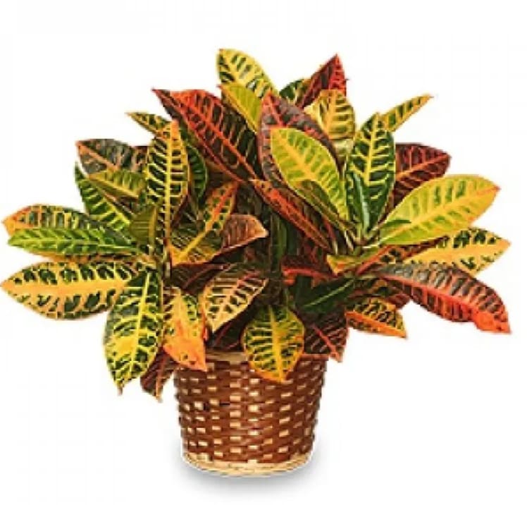 Potted croton plant with multicolored leaves in a woven basket