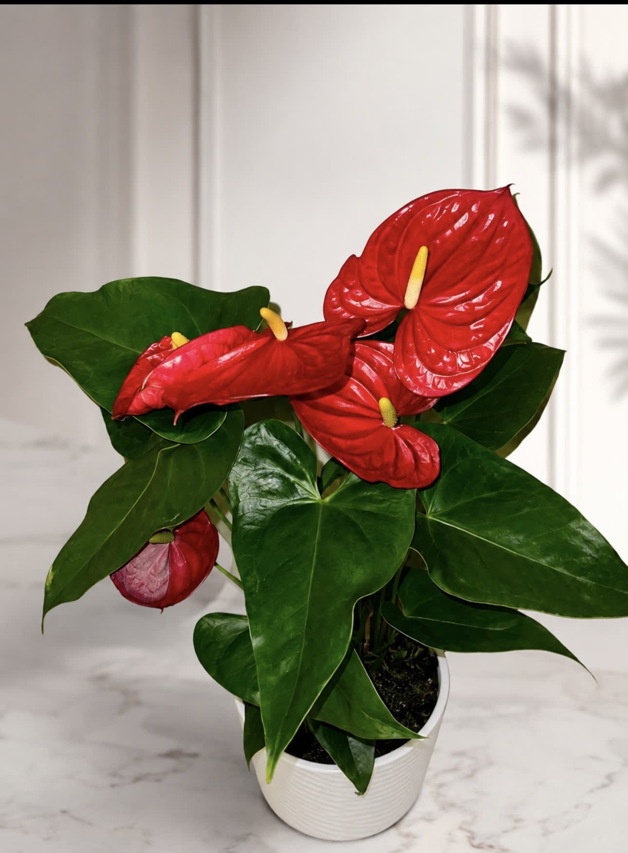 Potted anthurium plant with red blooms and glossy green leaves