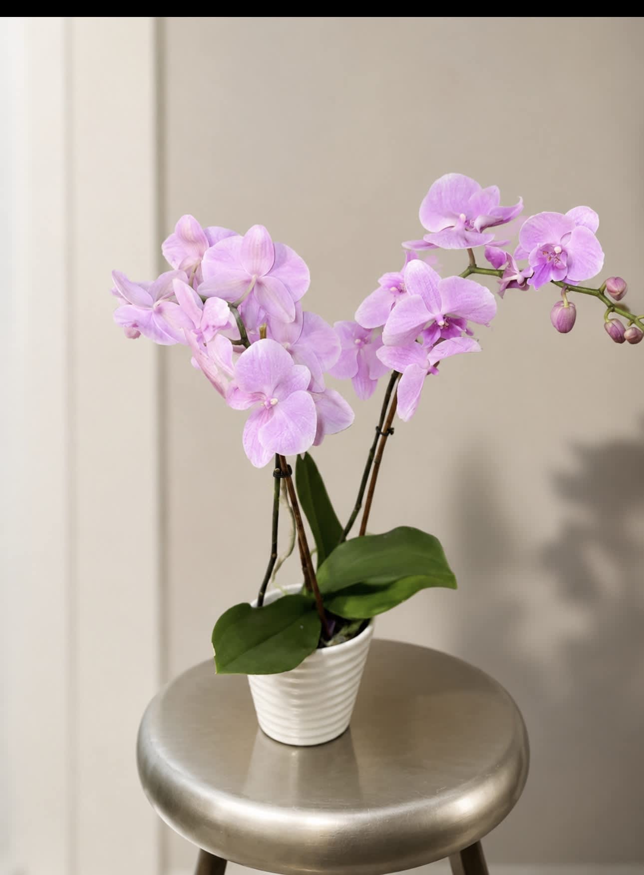 Pink orchid plant in a white pot on a stool