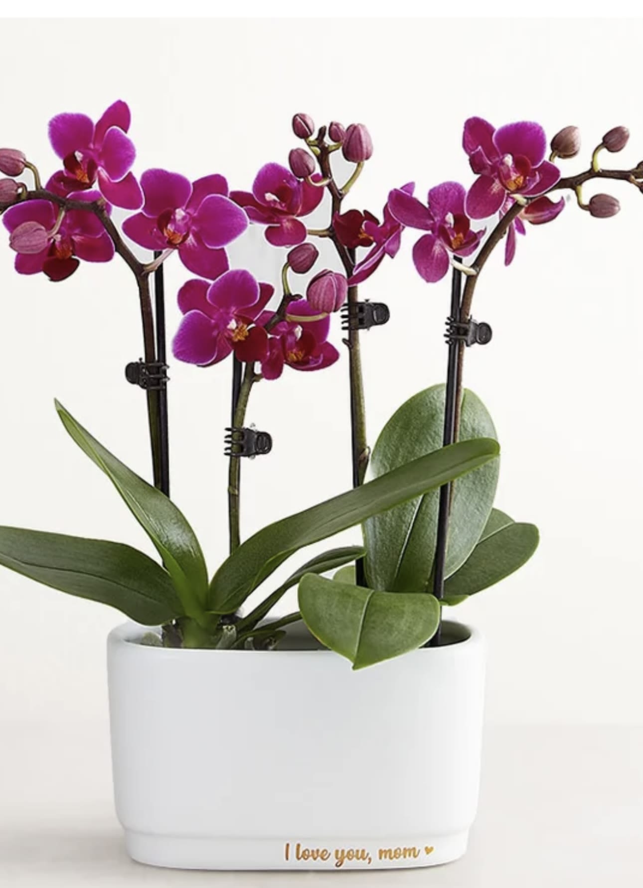 Radiant 4 stems purple orchid  - Multiple orchit