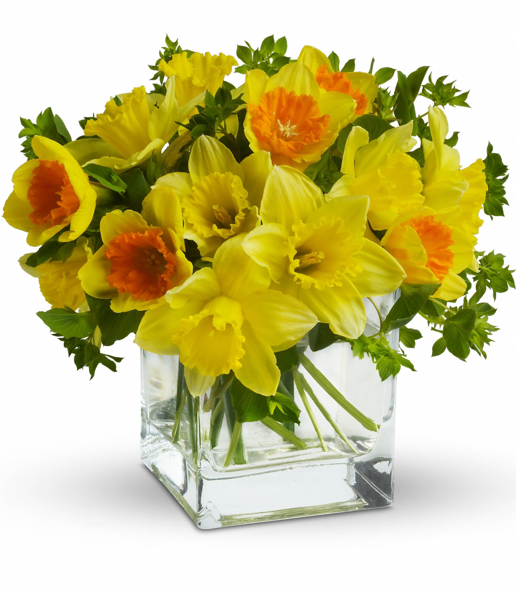 Yellow daffodils with orange centers in a clear square vase