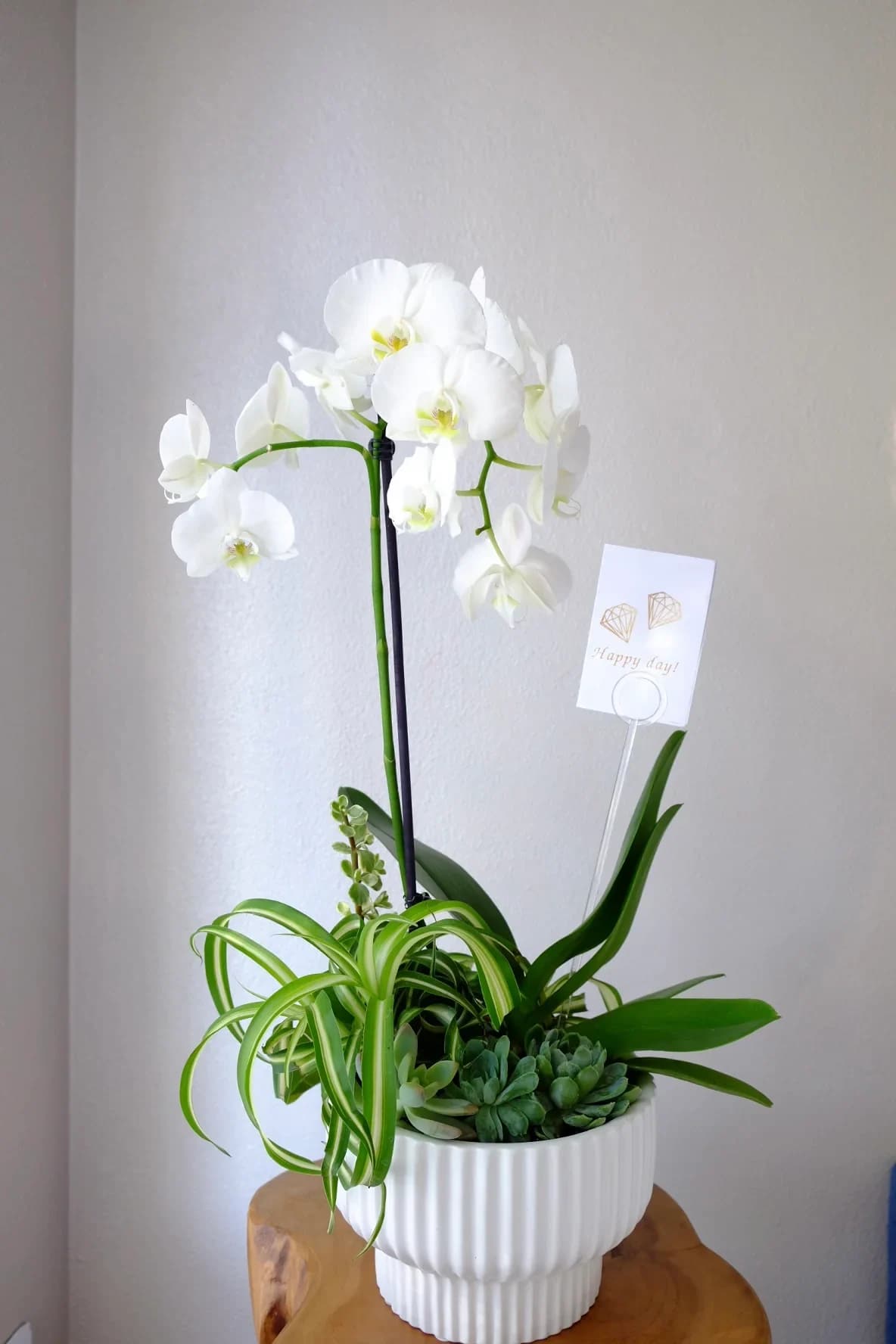Orchid Garden  - Waterfall orchid planted into a ceramic vase with cute succulent and plants. A perfect gift for the hospital, get well soon or new home. Send the best orchids from the best florist in Central Valley