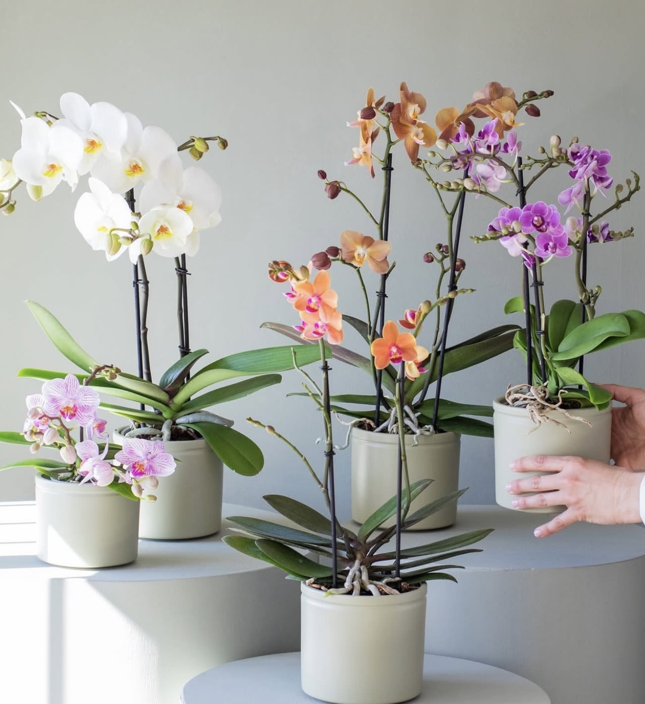 Potted orchids with white, pink, orange, and purple blooms