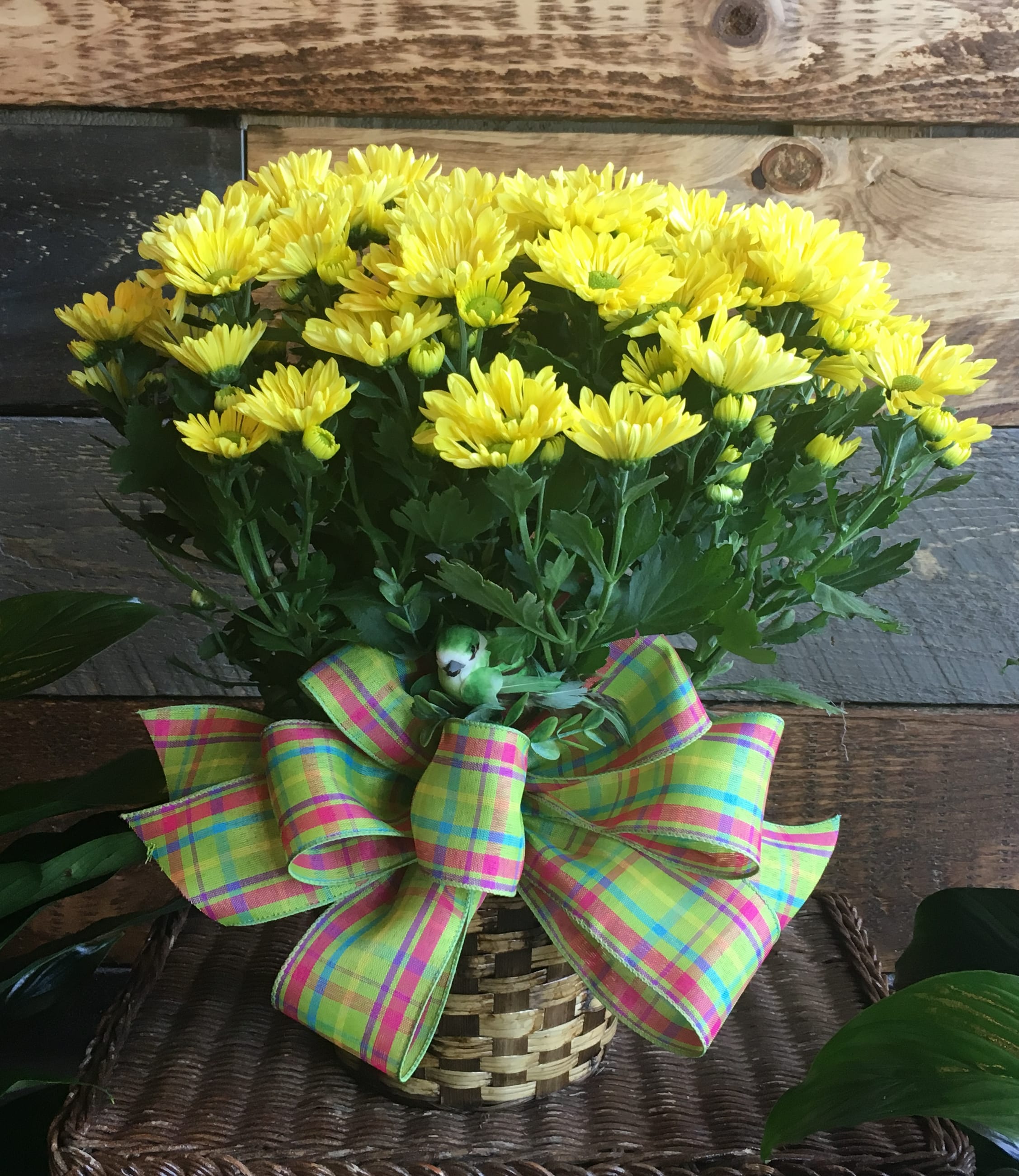 Yellow chrysanthemums in a woven basket with a plaid ribbon