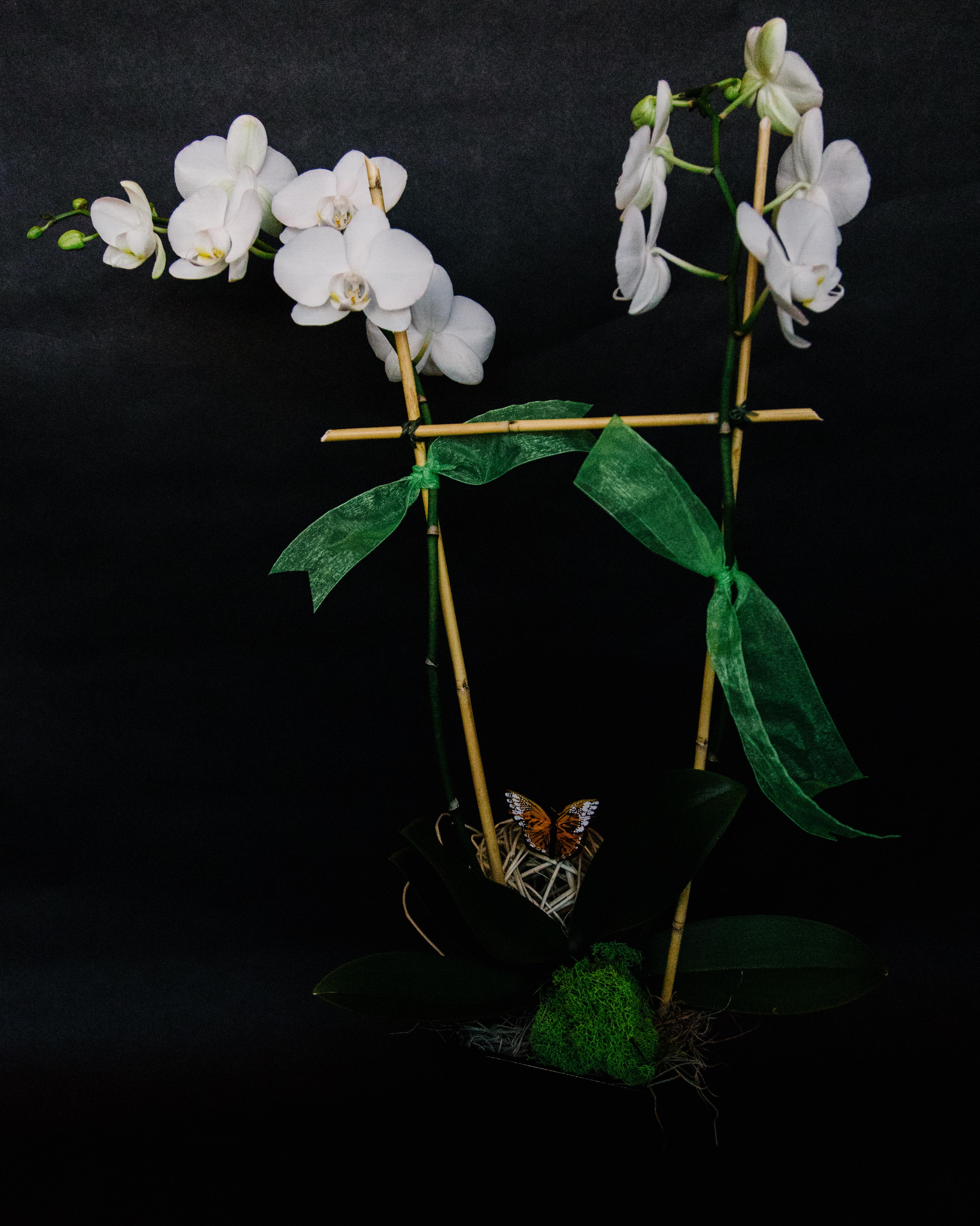 White orchid arrangement with bamboo stakes and green ribbon on a black background