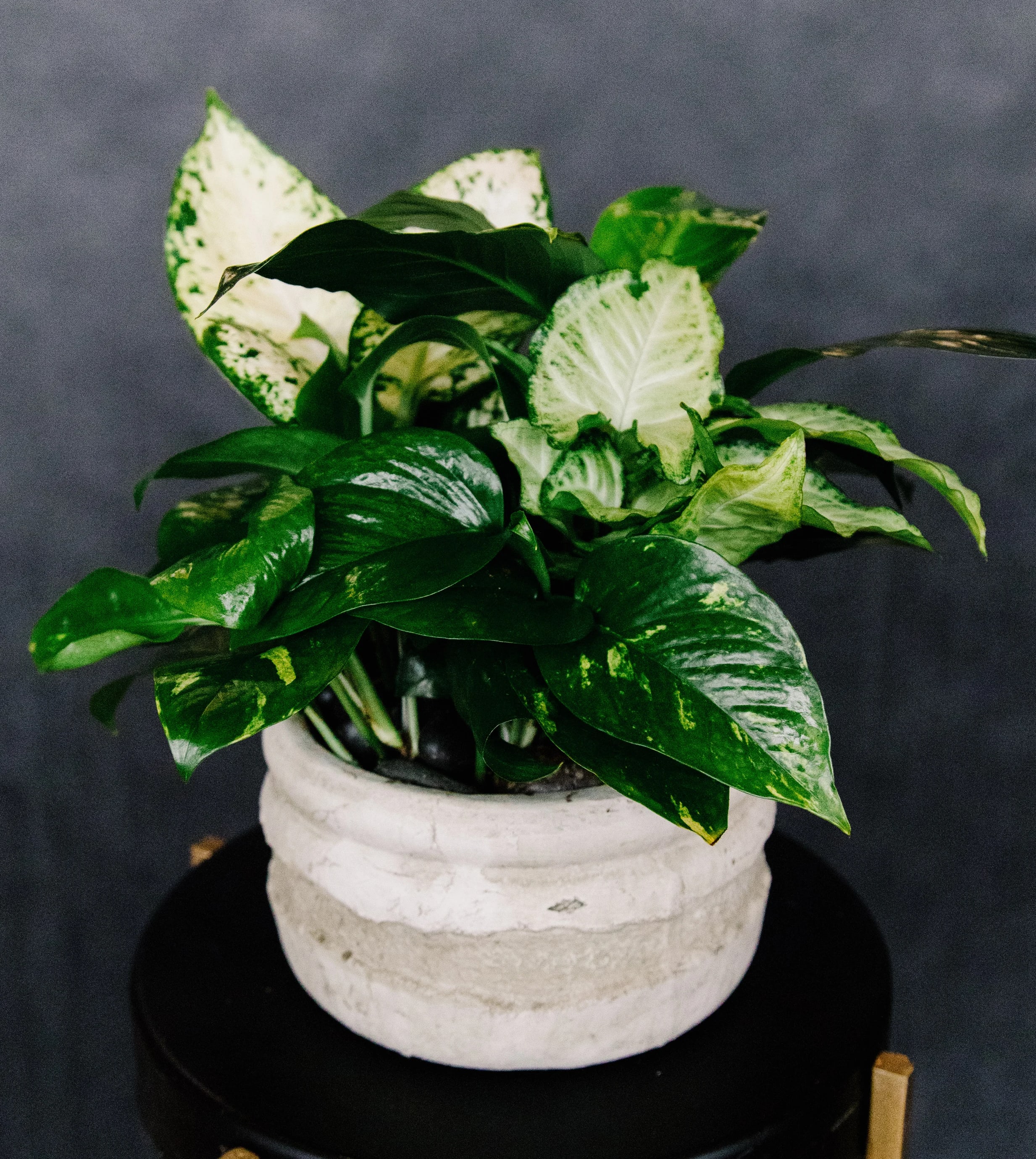 Potted variegated green houseplant in a white ceramic pot