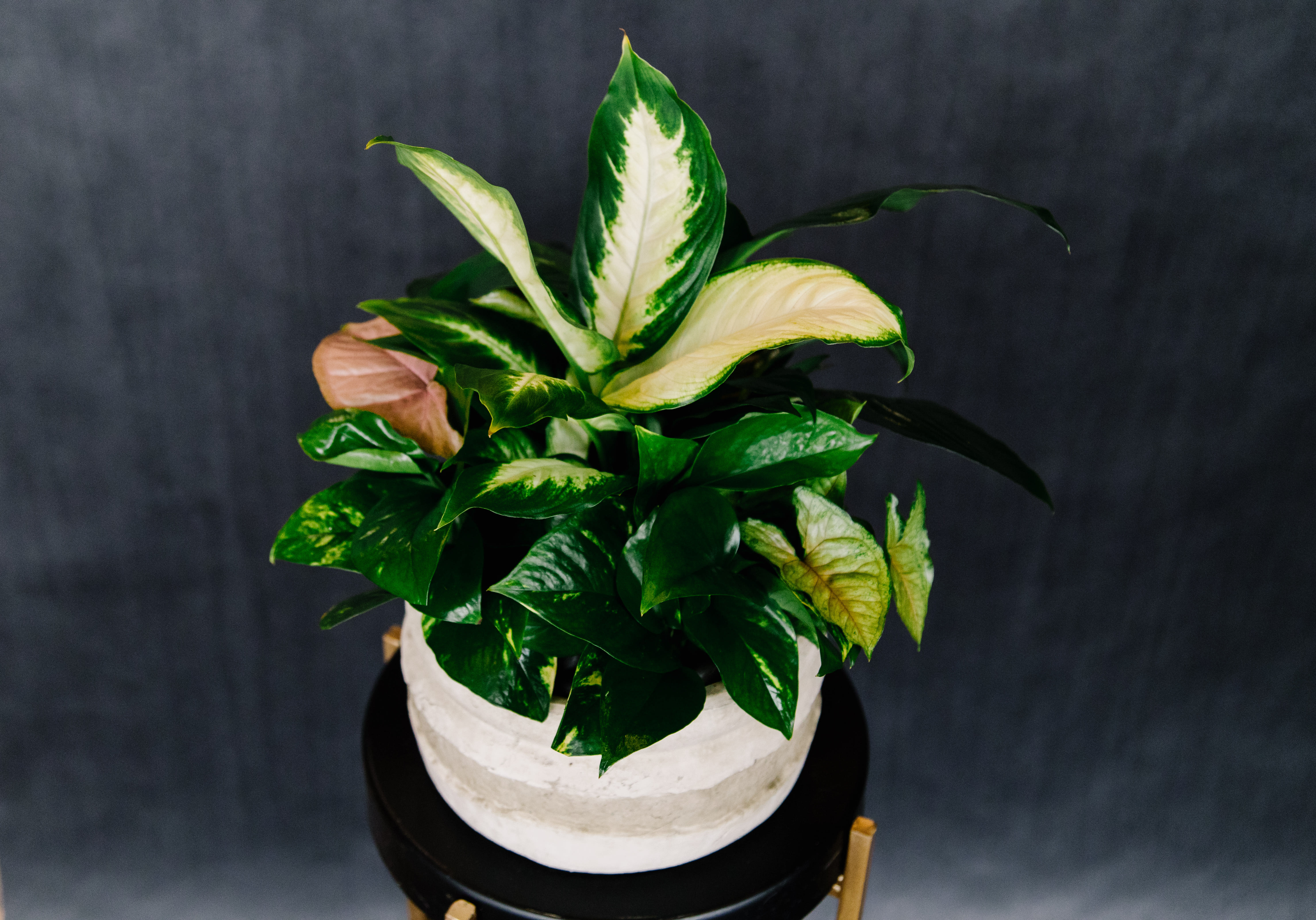 Potted variegated houseplant with broad green and cream leaves