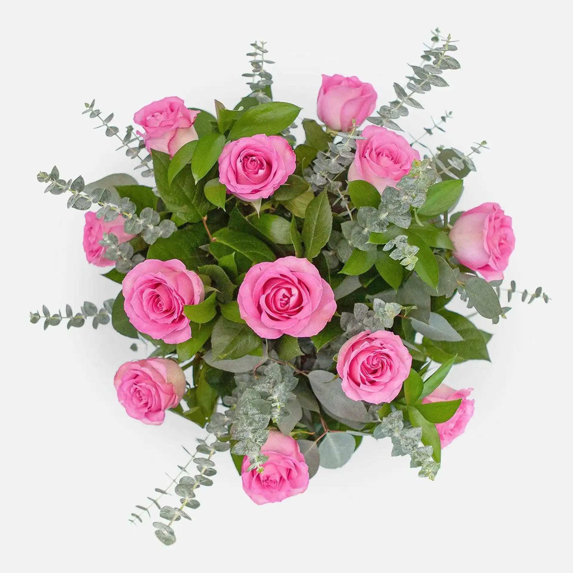 Pink roses arranged with eucalyptus on a white background
