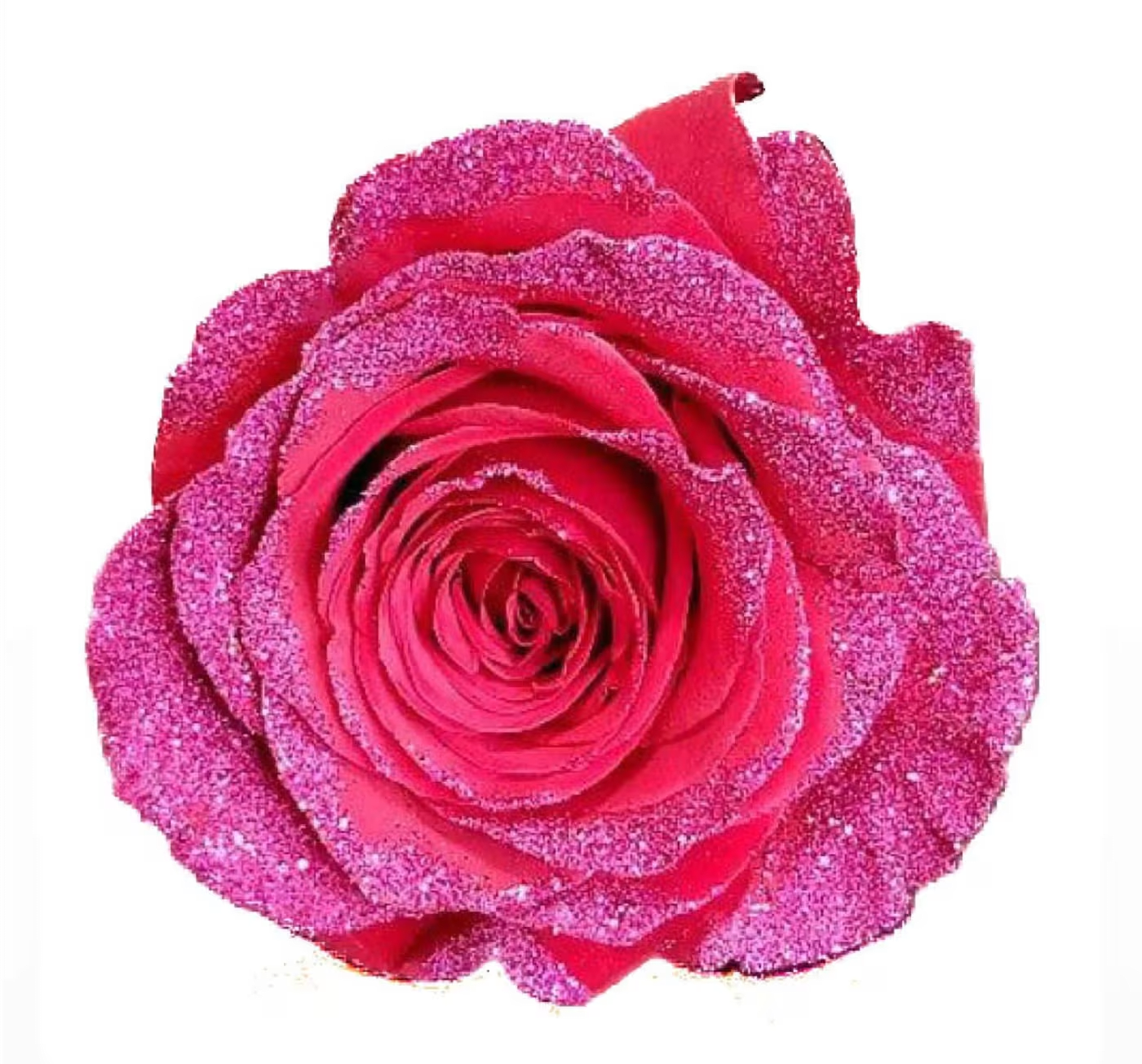 Single pink glitter-covered rose on a white background