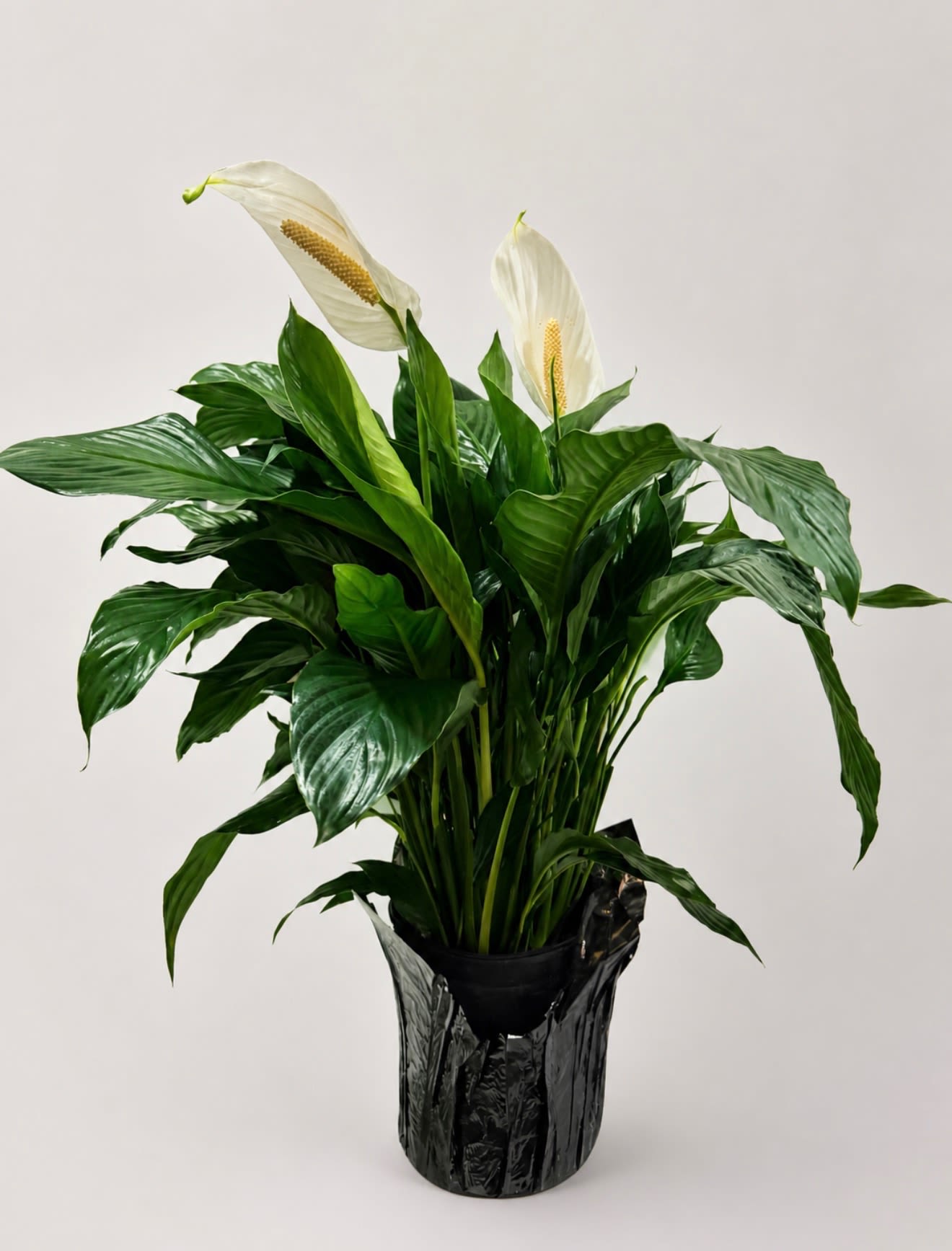 Peace Lily - 8 Inch - This 8-inch Peace Lily features glossy, dark green foliage and elegant white blooms that bring a touch of tranquility to any space. It comes in a decorative black grower pot, making it perfect for both home and office or easily transferred to a basket.