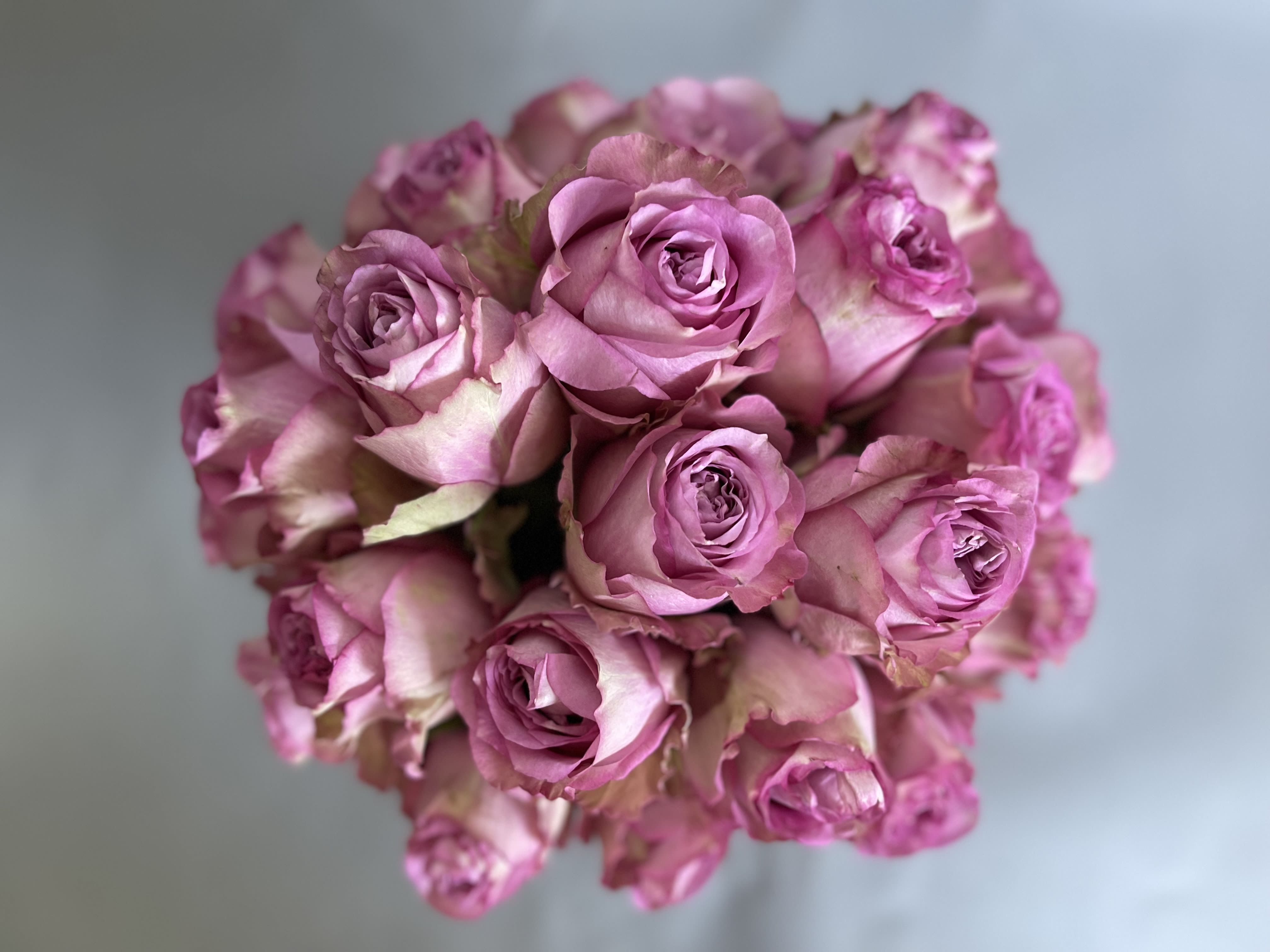 Bouquet of pink roses viewed from above