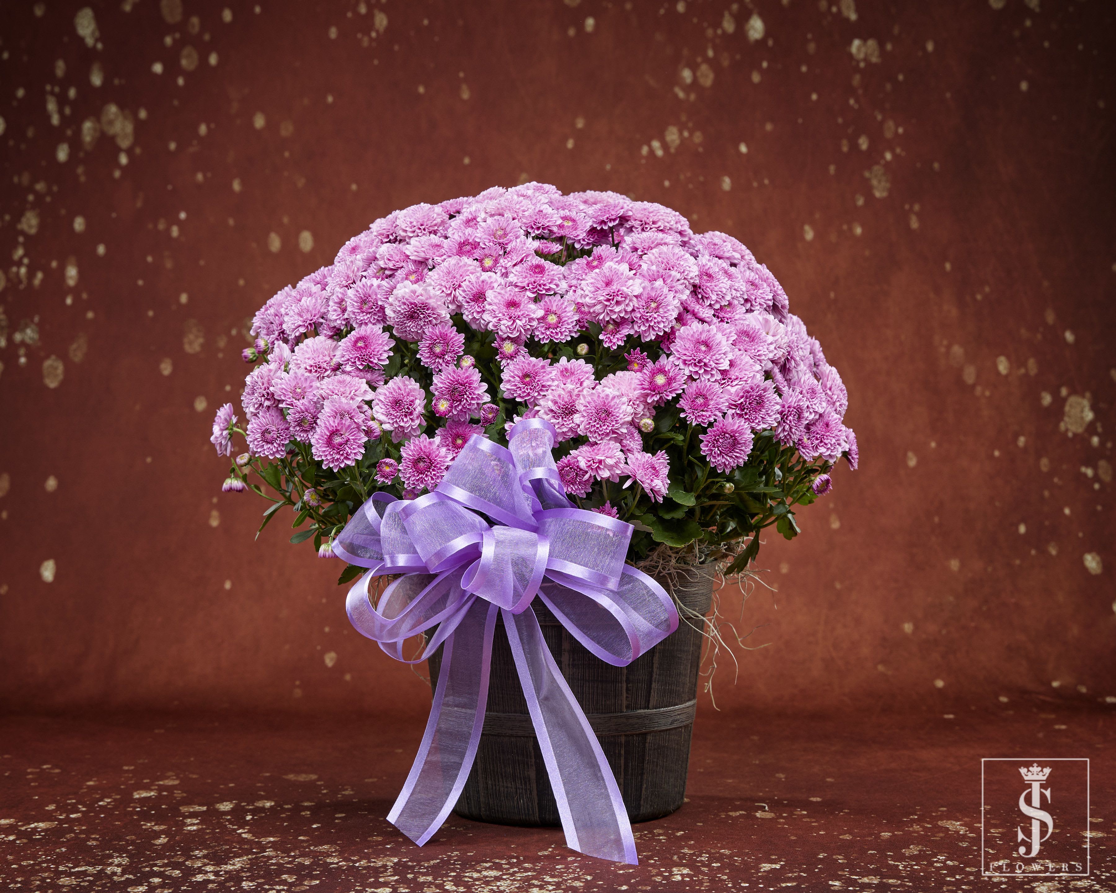 Fall Blooming Plant - "Colors may vary based on seasonal availability" Put a smile on you loved one face with one of our fall mum's plant to last throughout the fall holiday season.   Due to global shortage, flowers, plants, colors, or containers may be adjusted as needed  to ensure delivery. Substitutions will be of greater or equal value. 
