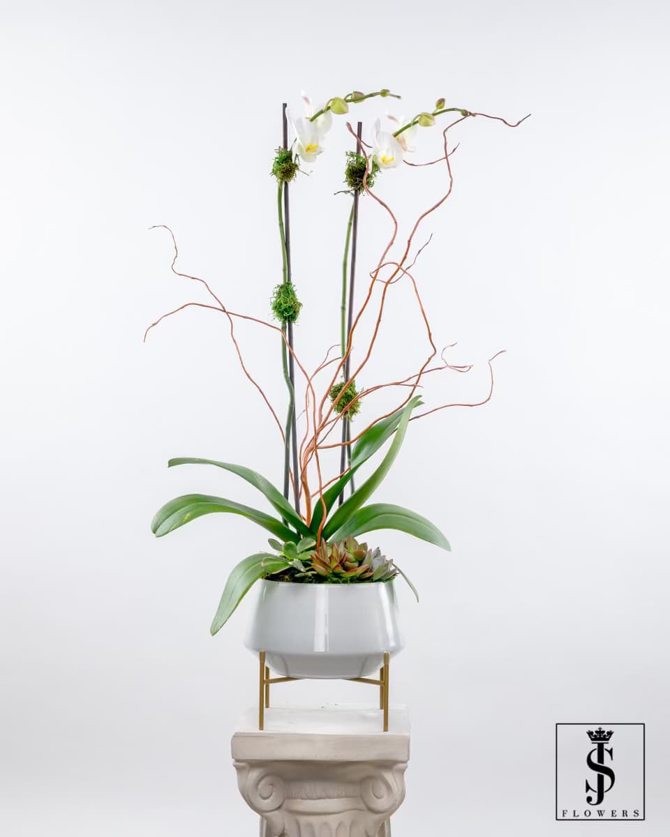 Tall orchid arrangement in a white planter with succulents and curly branches
