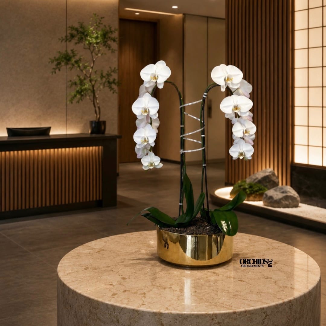White orchids in a gold pot on a round table