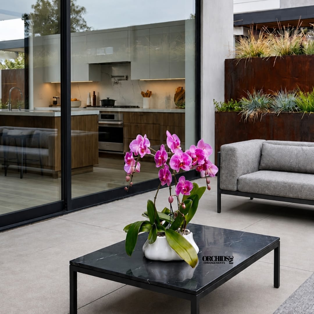 Pink orchid plant in a white ceramic pot on a black table