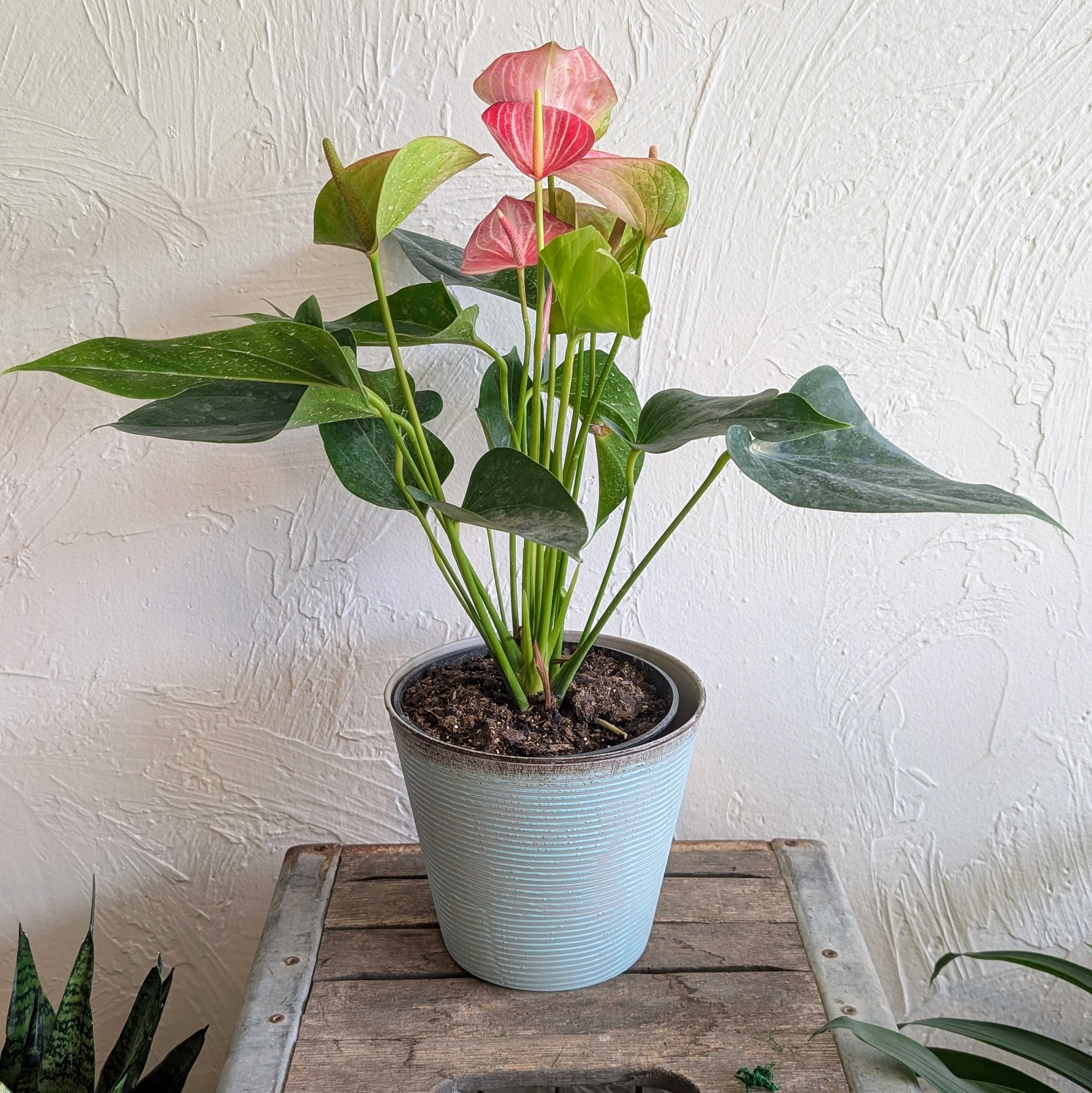 Anthurium Plant   - Anthurium andraeanum, commonly called flamingo lily or painter's palette, is native to Colombia and Ecuador. It is an epiphytic evergreen tropical perennial of the Arum family that is most noted for its attractive waxy, palette-shaped, bright red spathes and contrasting dark green foliage. 