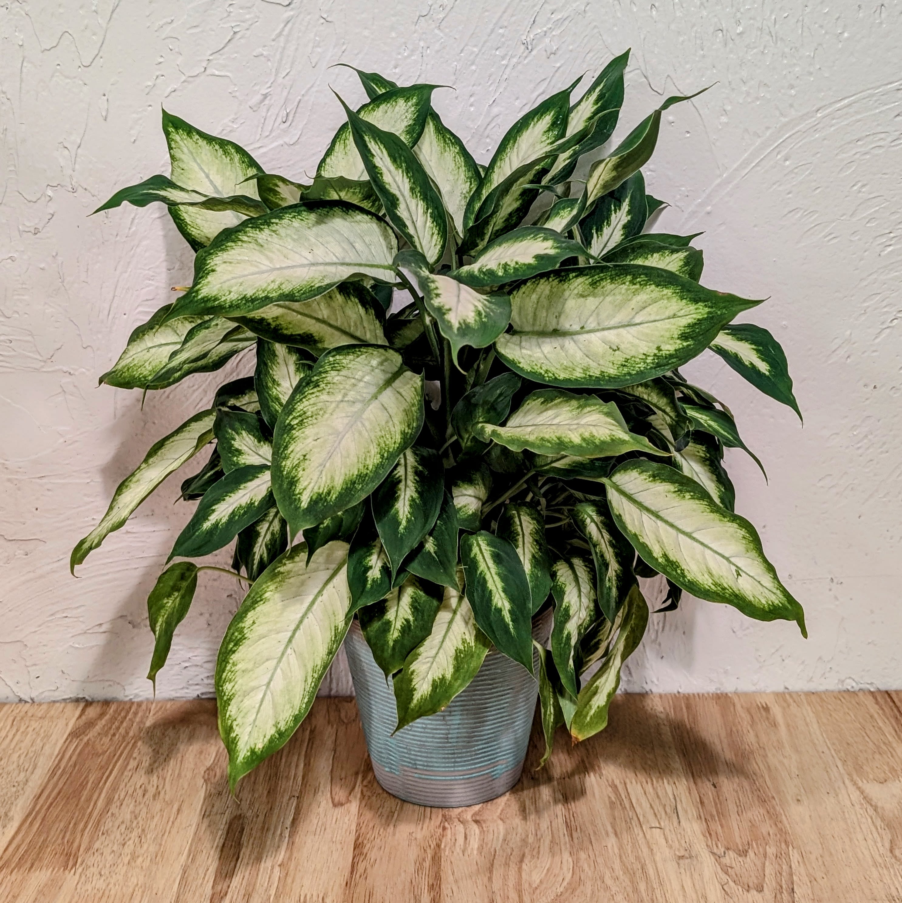 Dieffenbachia Compacta (Dumb Cane) - Discover the beauty of the Dieffenbachia Compacta, also known as Dumb Cane. This tropical plant features vibrant green and white variegated leaves, adding a touch of exotic charm to any indoor space. Easy to care for, it thrives in moderate light conditions, making it a perfect choice for both homes and offices.