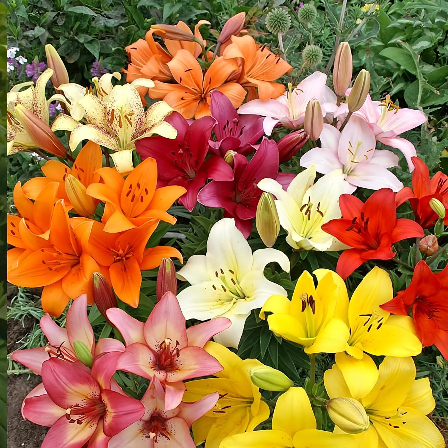 Colorful lily bouquet with orange, pink, yellow, red, and white blooms