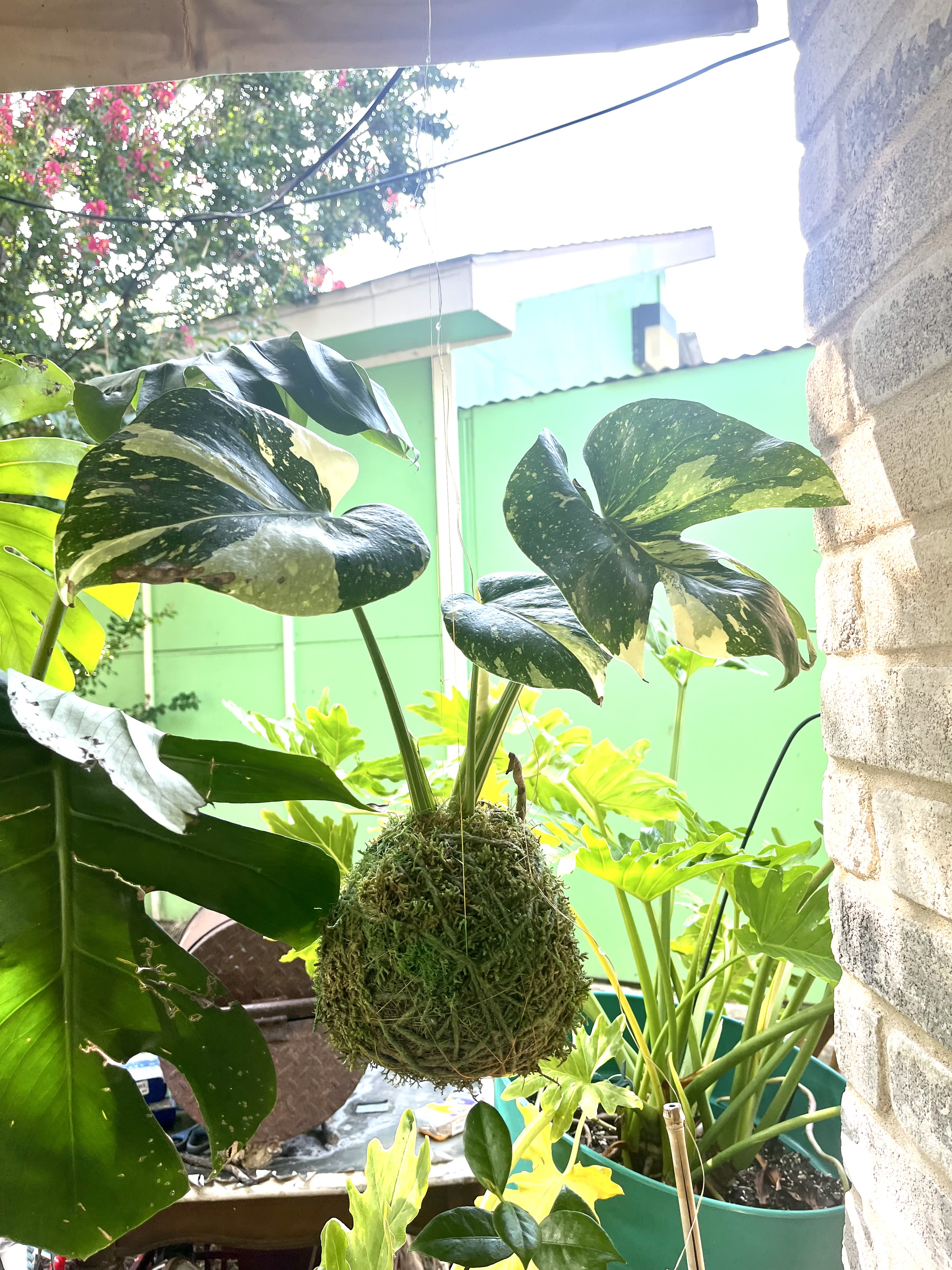 Variegated monstera plant mounted in a moss ball hanging outdoors