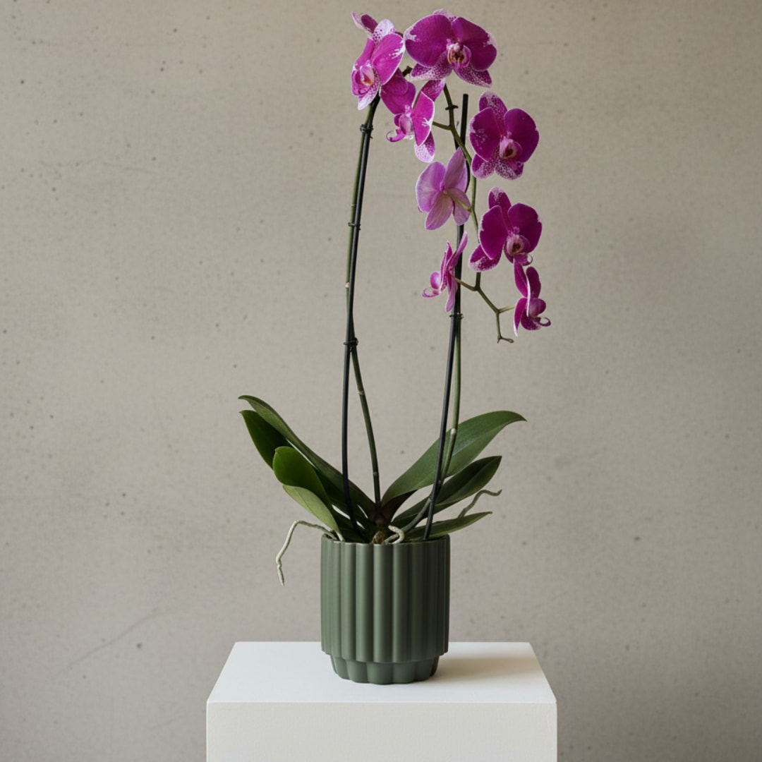Potted purple orchid with blooms in a green ribbed planter