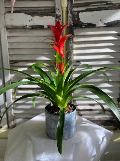 Potted bromeliad with red flower spikes and long green leaves