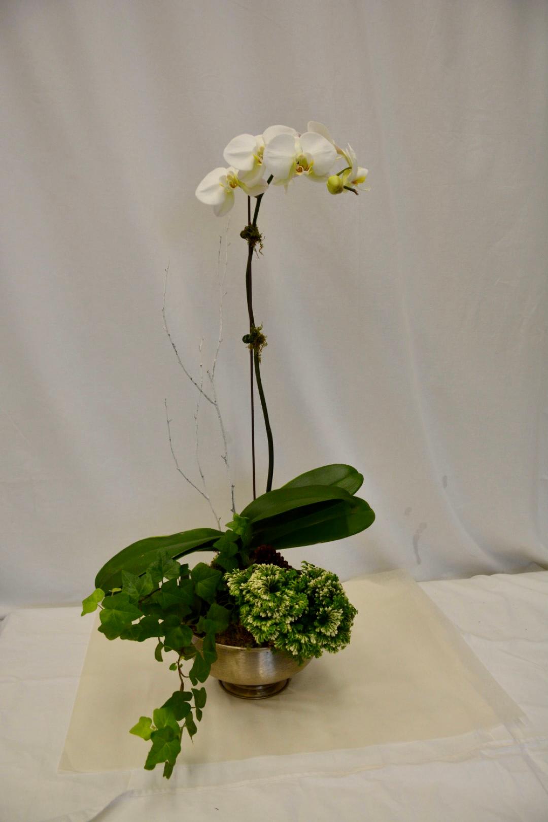 White orchid arrangement in a metal bowl with trailing ivy and green foliage