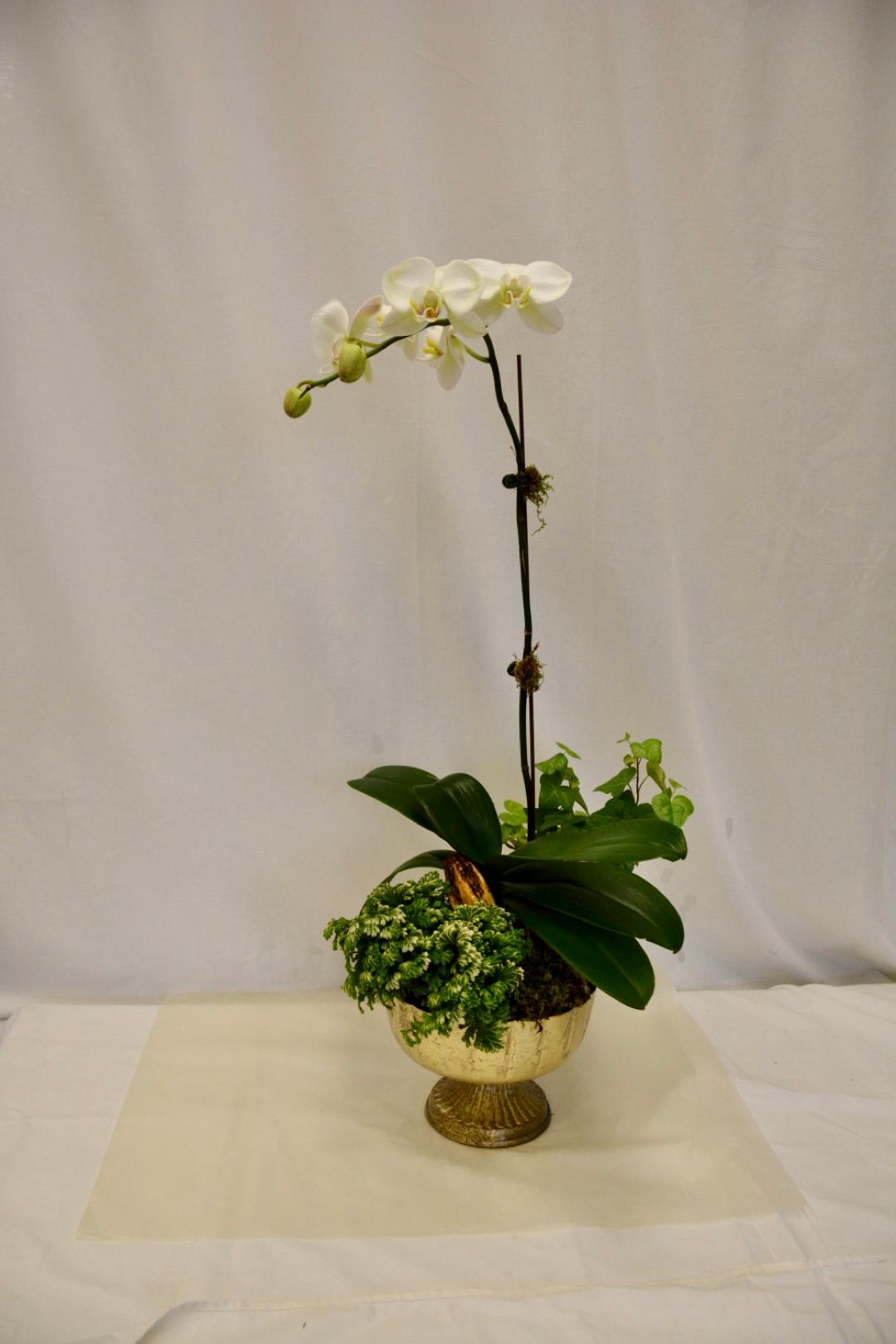White orchid arrangement in a gold pedestal bowl with green plants