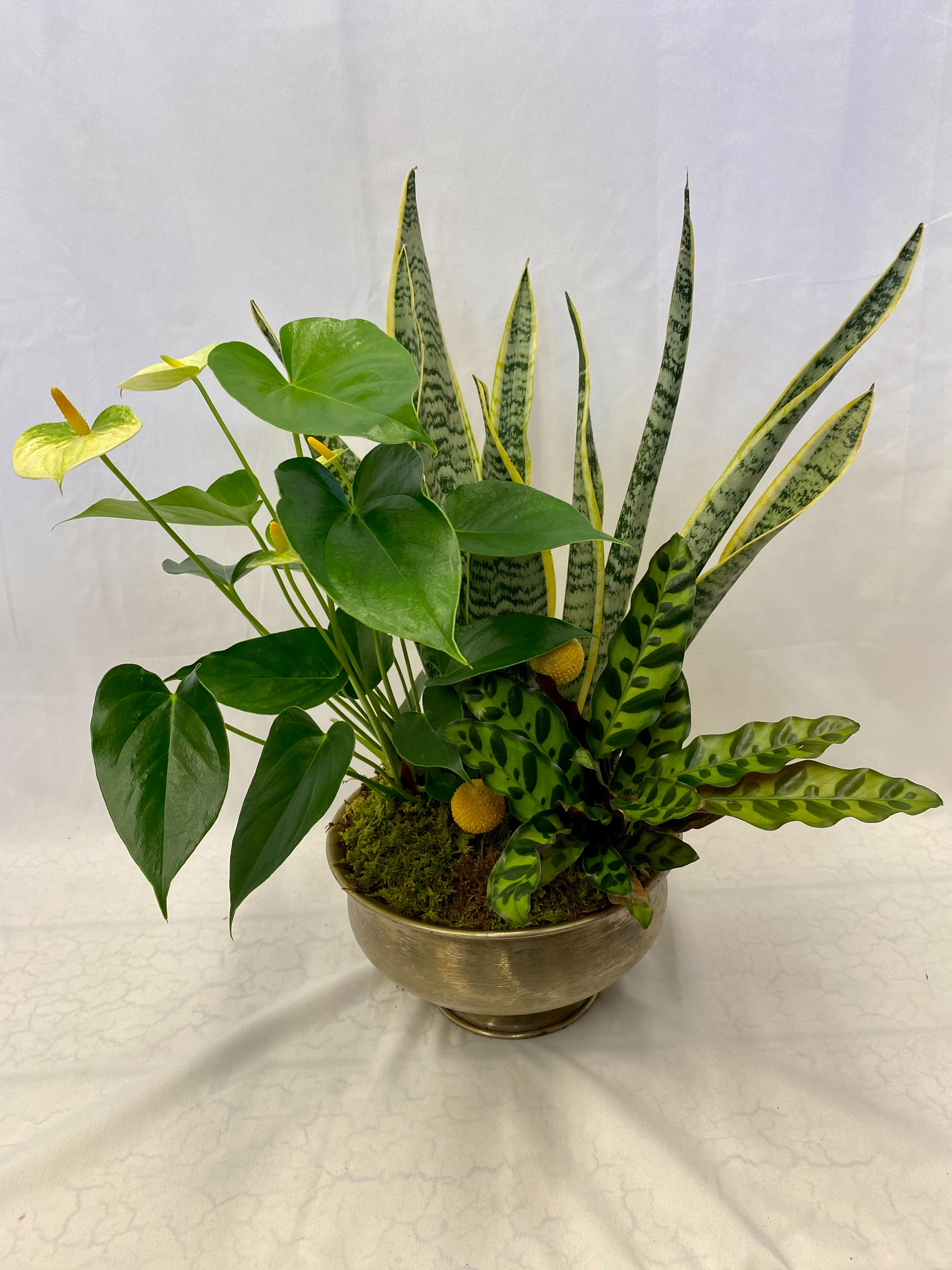 Mixed potted plant arrangement with broad green leaves and tall striped snake plant leaves in a gold bowl