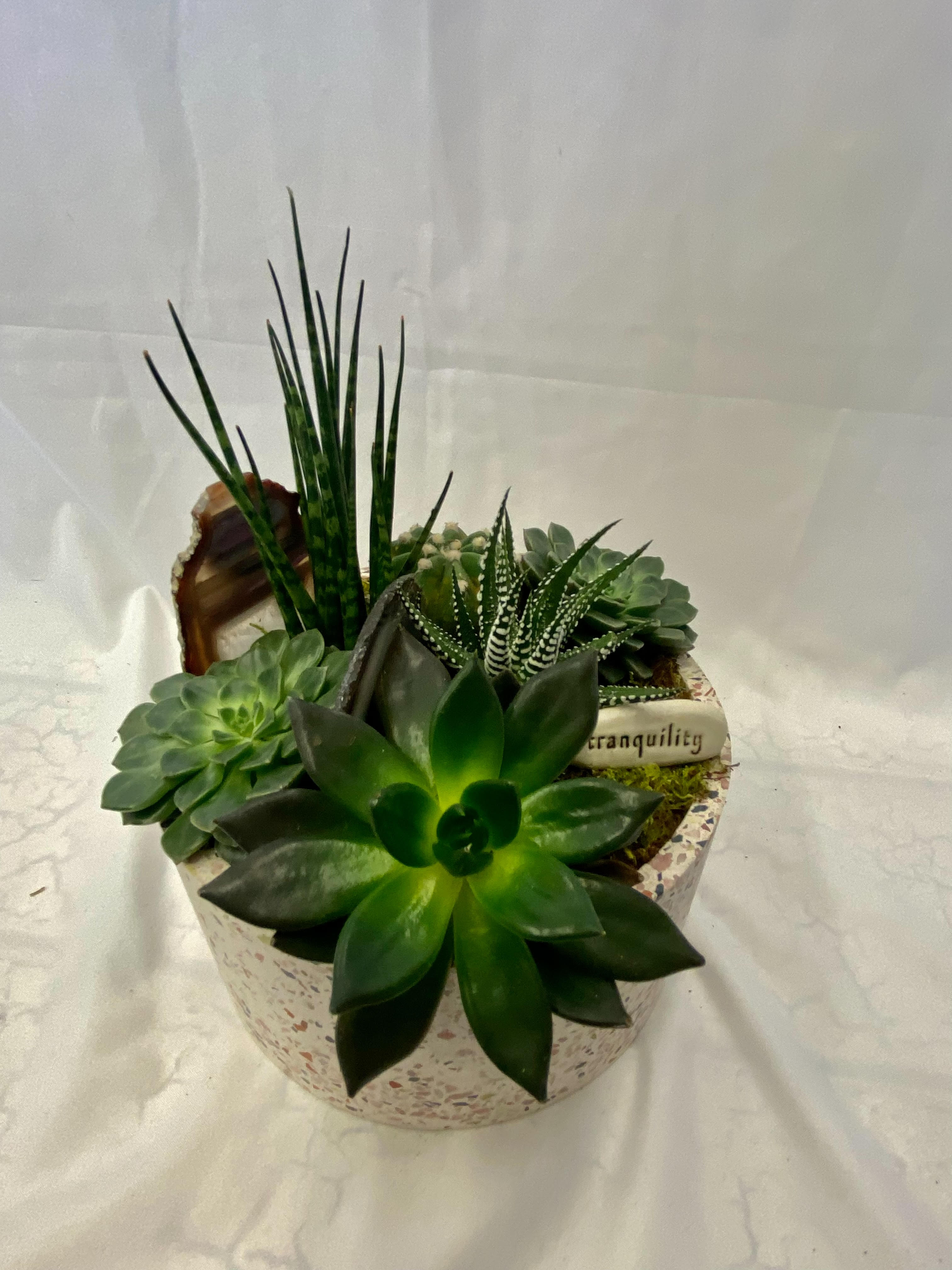 Succulent arrangement in a speckled round container with tall spiky leaves