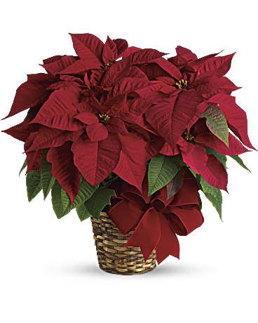 Red poinsettia plant in a woven basket