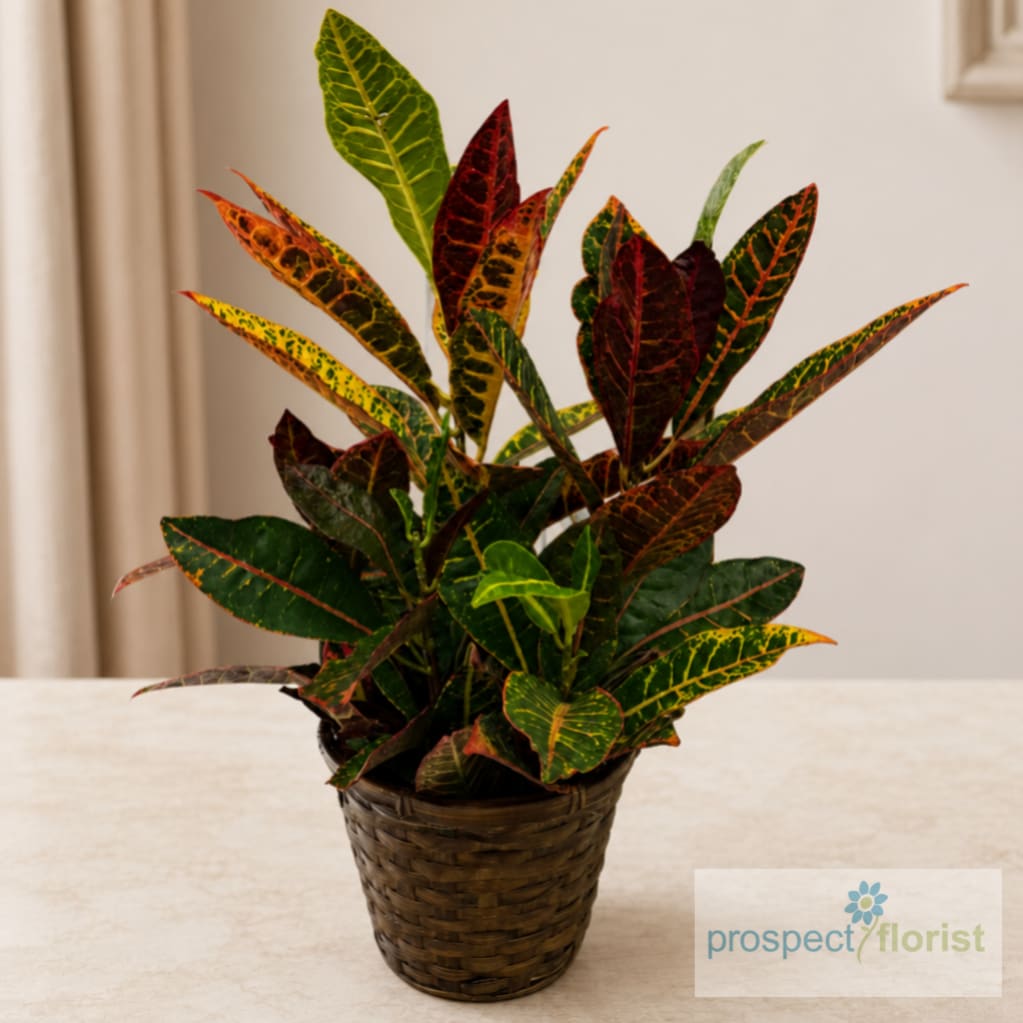 Potted croton plant in a woven basket planter