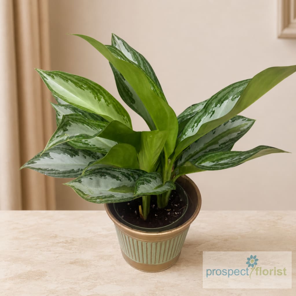 Potted green houseplant with variegated leaves in a decorative container