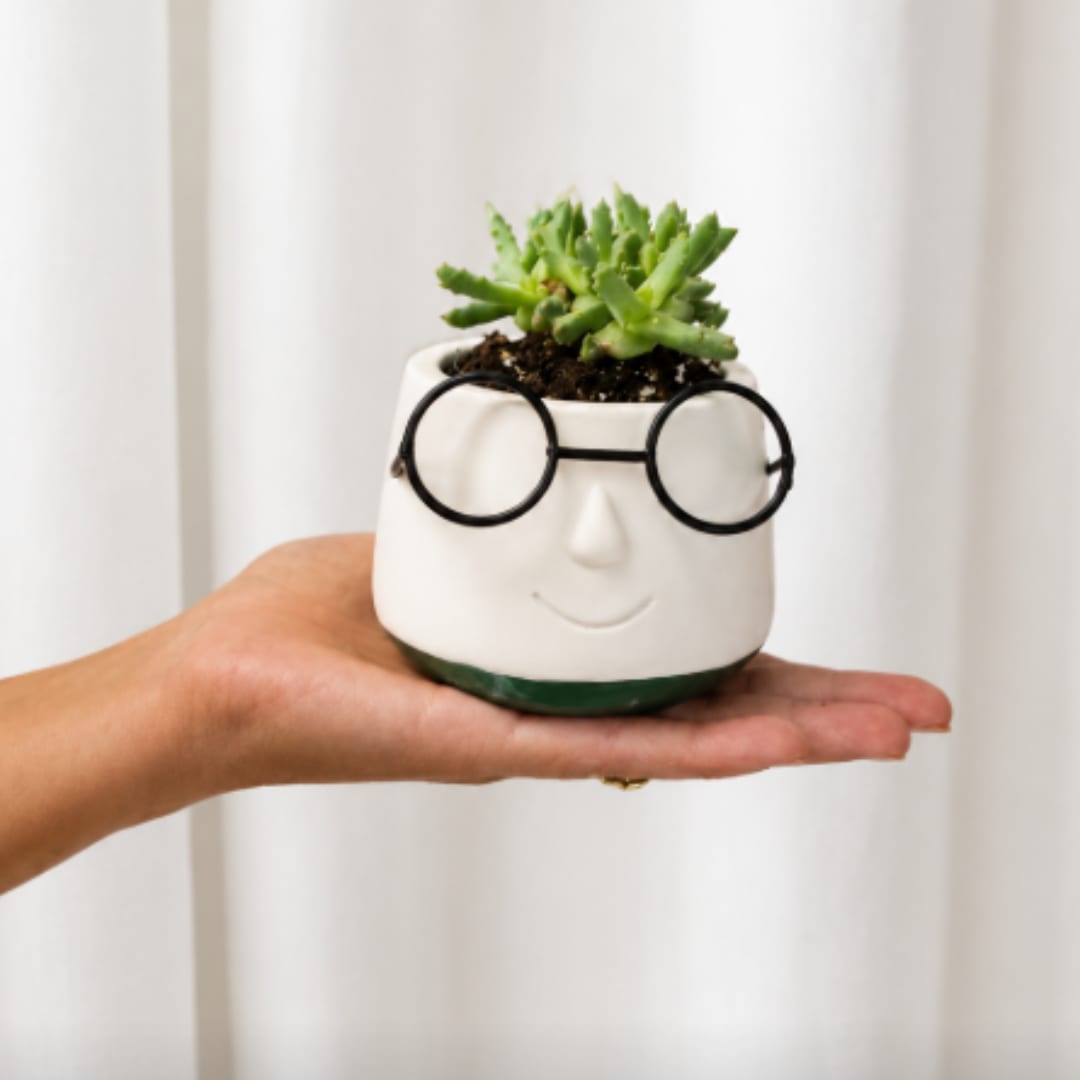 Small succulent in a white face-shaped pot with round glasses