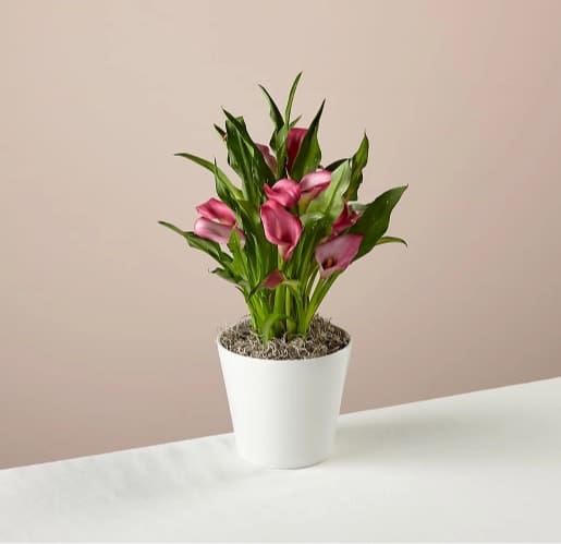 Bold Pink Calla Lily Plant - One of the most unique flowers out there, calla lilies represent timeless beauty. The trumpet-shaped blooms are placed in a modern white planted to create a balanced expression of charm and elegance.  This plant is about 18"H by 12"W.