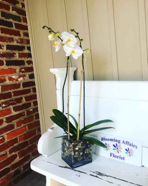Orchids and River Rock - A simple and neat display perfect for the work space. Orchids improve air quality have a calming influence which will reduce stress as well as improve focus. They come in many colors including white, yellow, lavender. apricot, peach, purple and green. (We may need a days notice to get the color you would like. Please leave a note in "special instructions") White will be used by default.