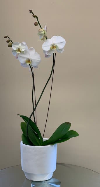 Double stem white  orchid - white double stem moth orchid in a ceramic container
