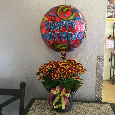 Burg Birthday Daisy Plant - As shown