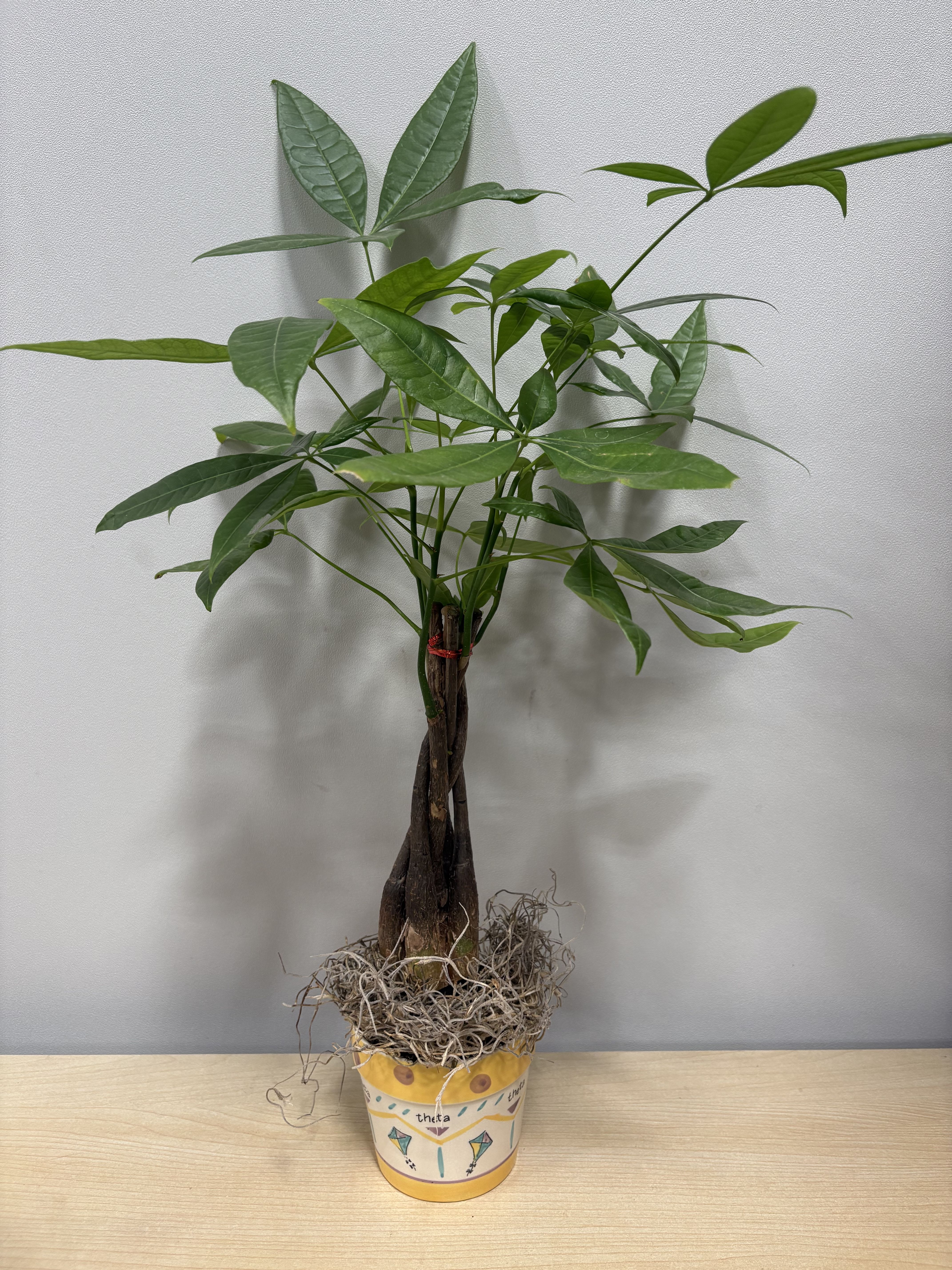 Potted money tree plant with braided trunk and green leaves