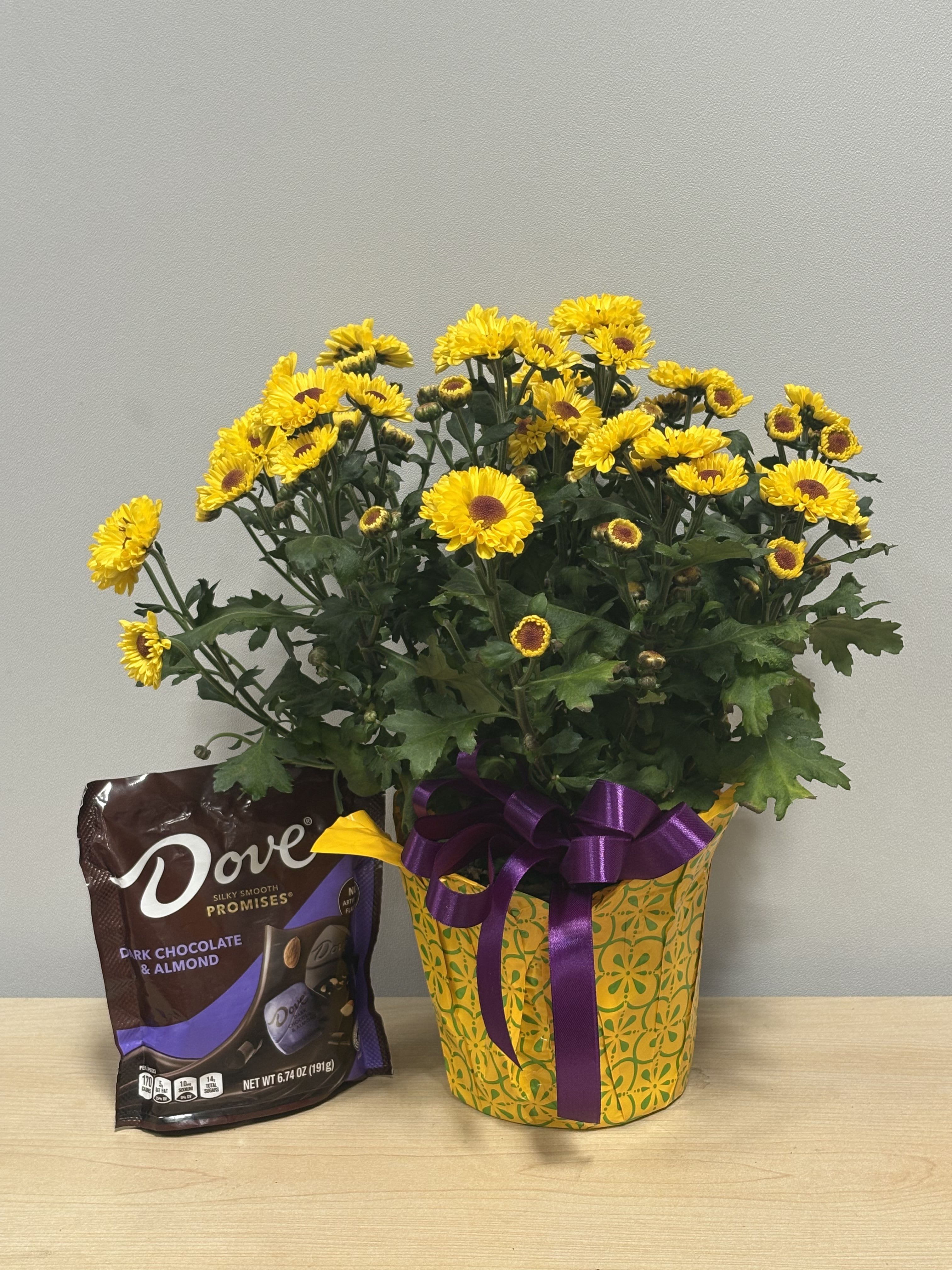 Daisy Plant &amp; Dove Dark Choc. - As shown 