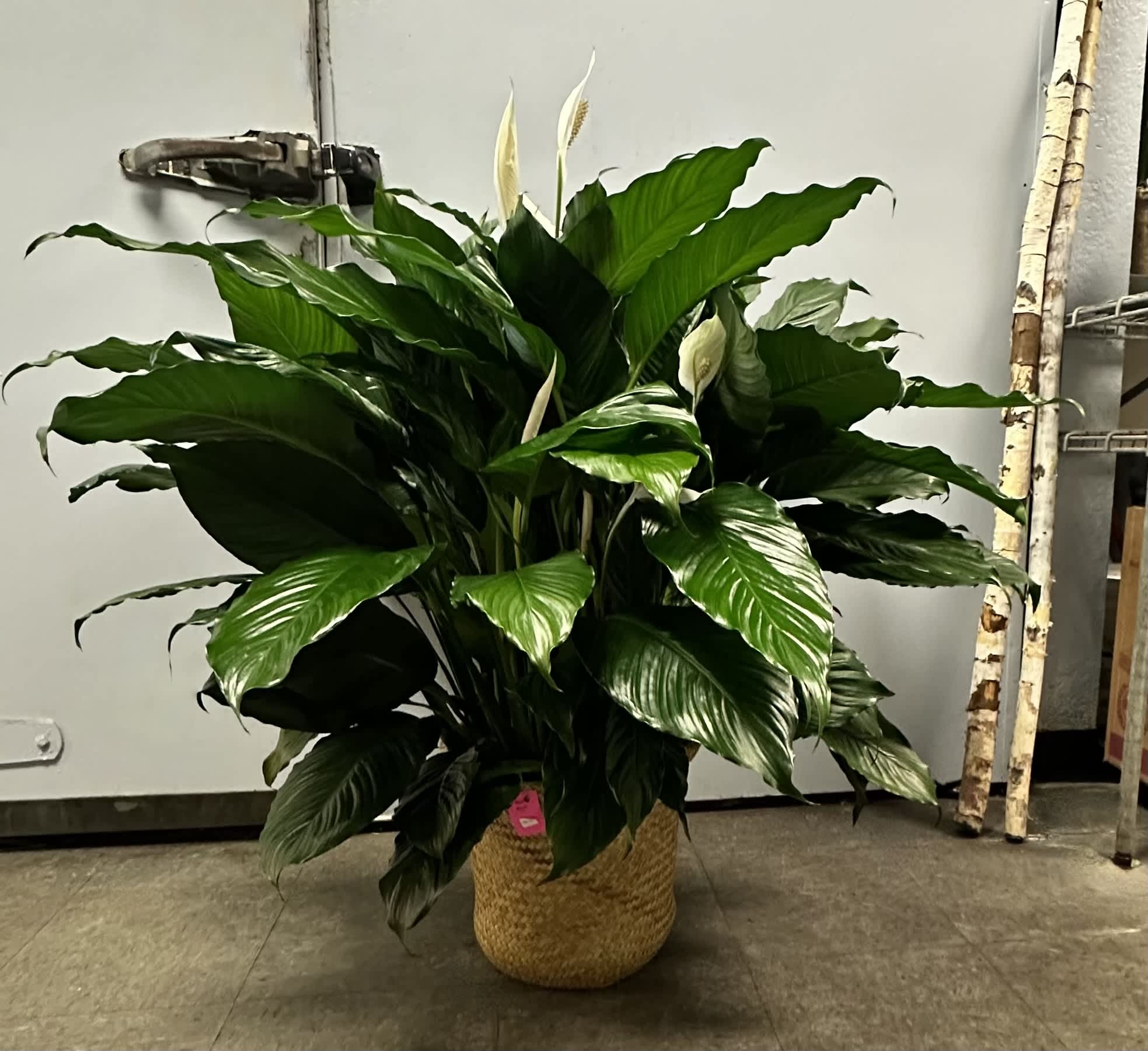 Large peace lily plant in a woven basket pot